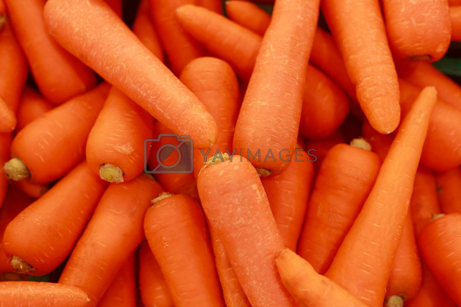 Royalty free image of Close up food vegetable carrot. Texture background of fresh large orange carrots. Background photo of carrots by Satrinekarn