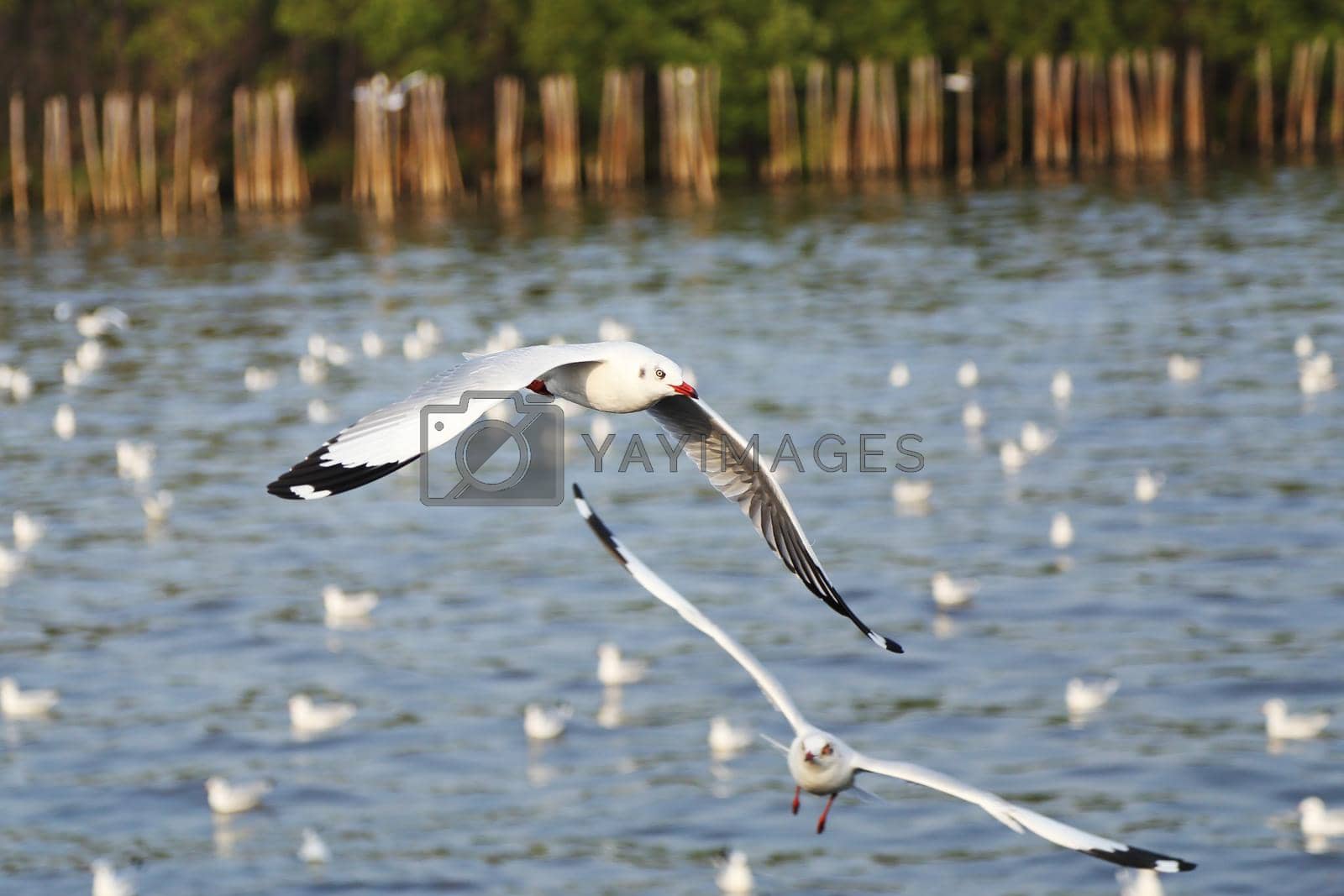 Royalty free image of Seagull flying by geargodz