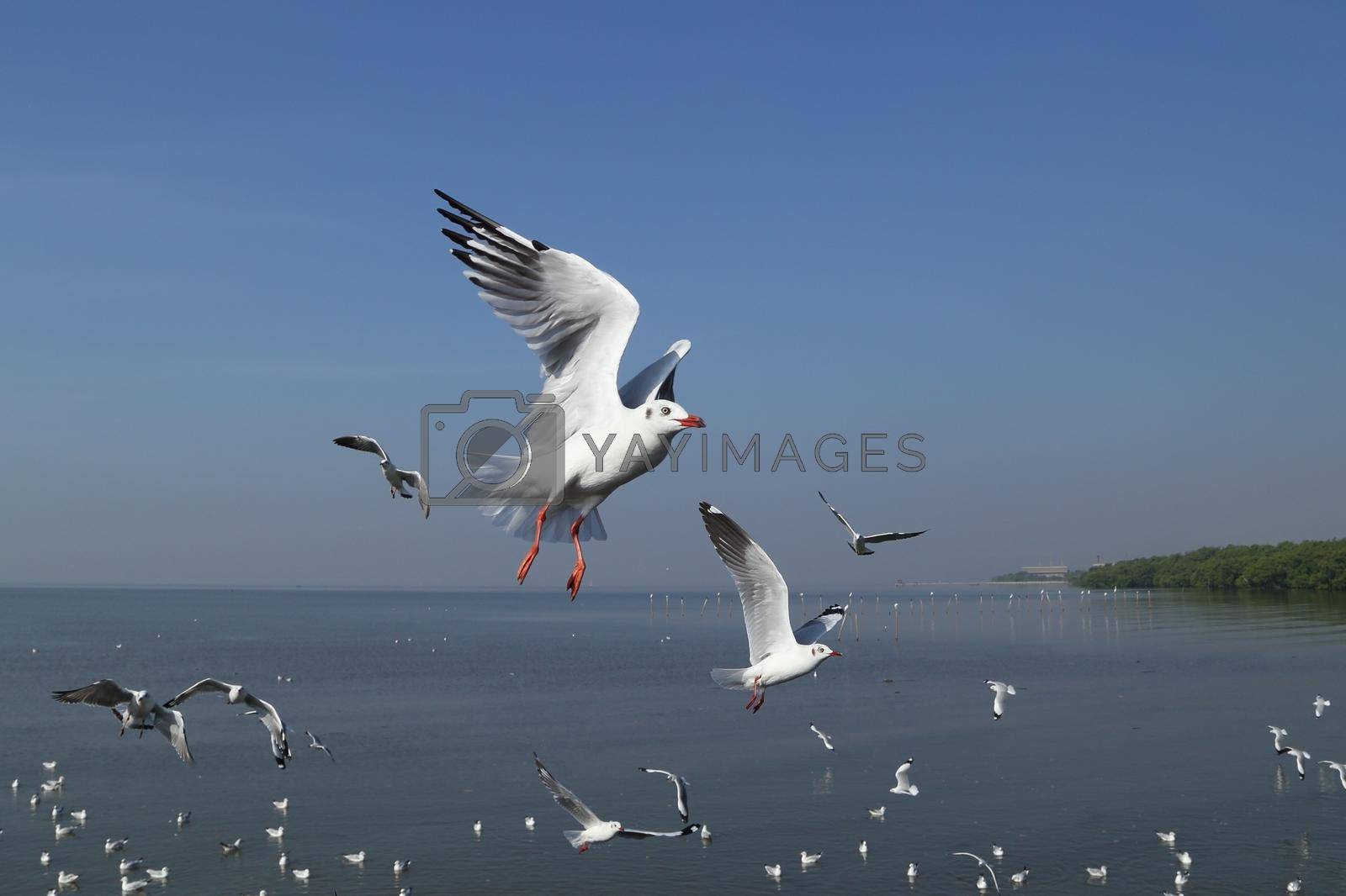 Royalty free image of Seagull flying under the sky at Bang Pu beach by geargodz