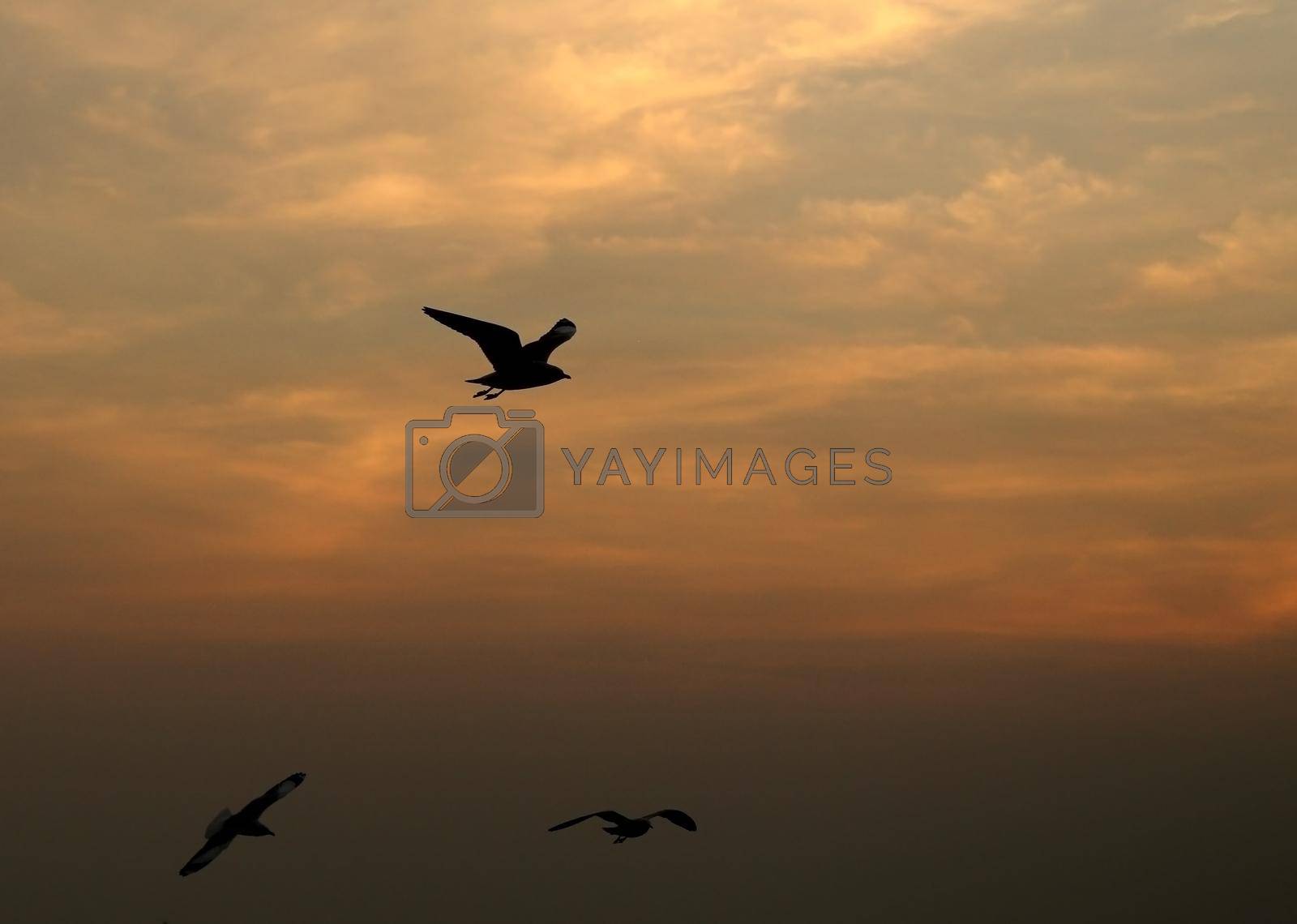 Royalty free image of Seagull with sunset at Bang Pu beach by geargodz