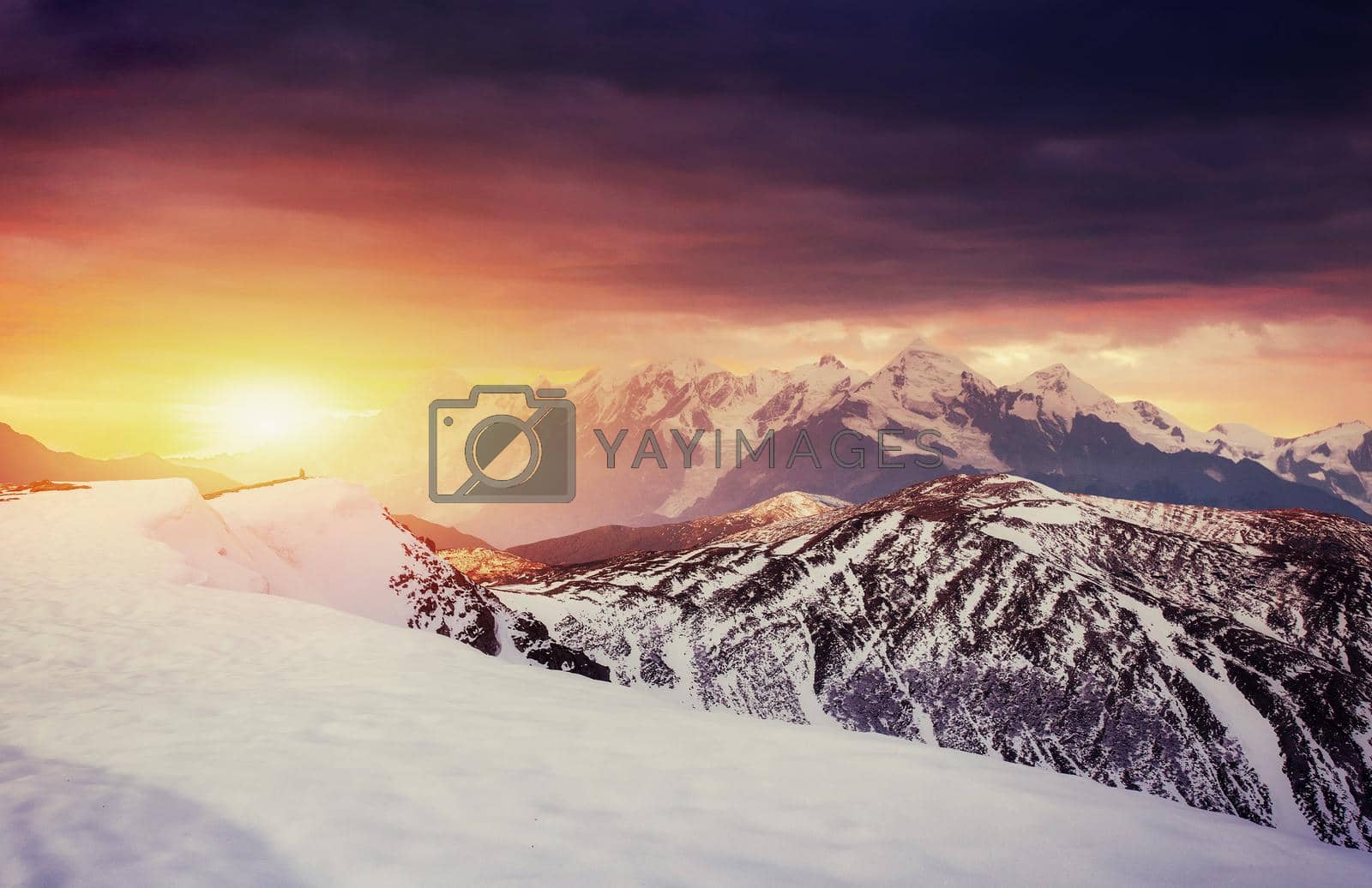 Royalty free image of magical winter snow covered tree. Sunset in the Carpathians. Ukr by Standret