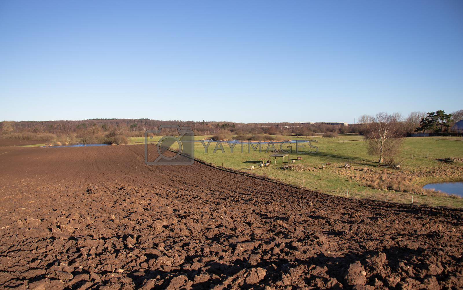 Royalty free image of Agriculture landscape. Freshly plowed land. Arable land. by foto-n-lia
