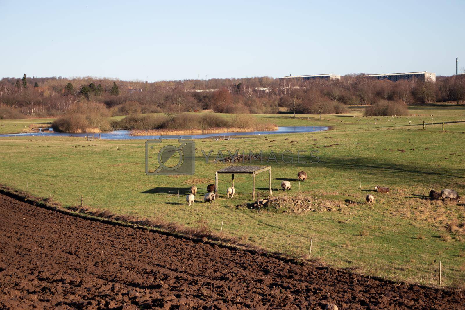 Royalty free image of Agriculture landscape. Freshly plowed land. Arable land. by foto-n-lia