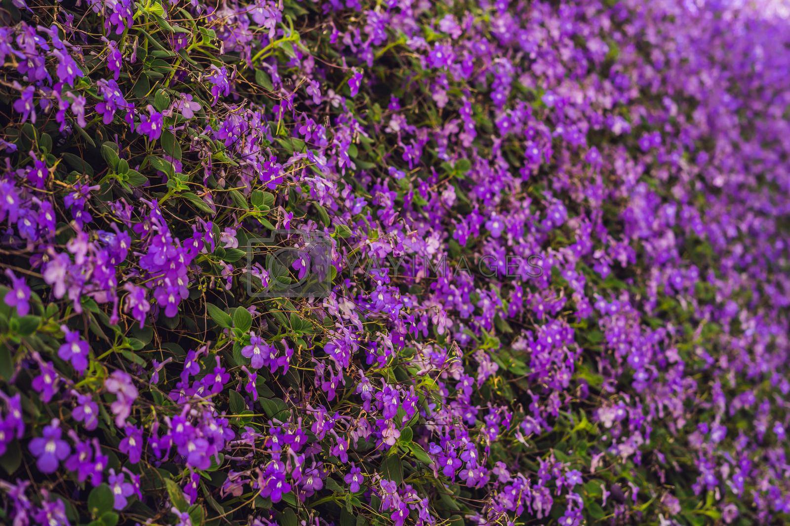 Purple flowers texture closeup. Purple flowers and leaves background.