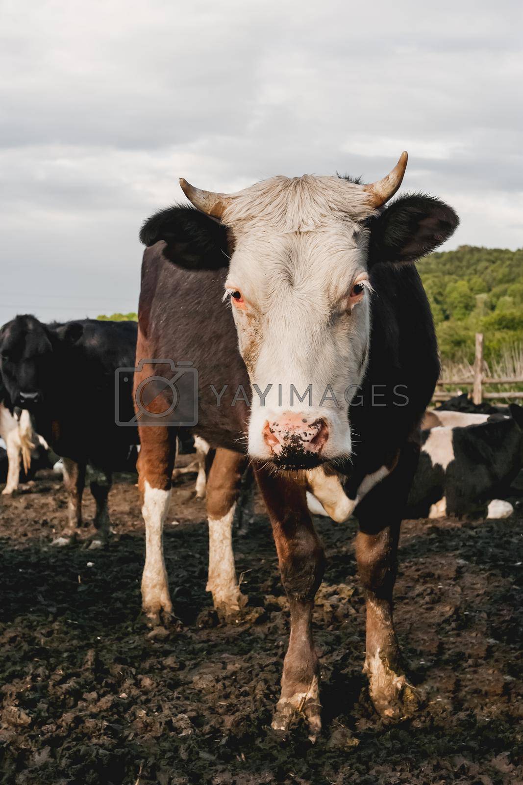 Royalty free image of Herd of cows is grazing. Dairy farm animals stand in paddock. Animal husbandry in countryside. by aksenovko