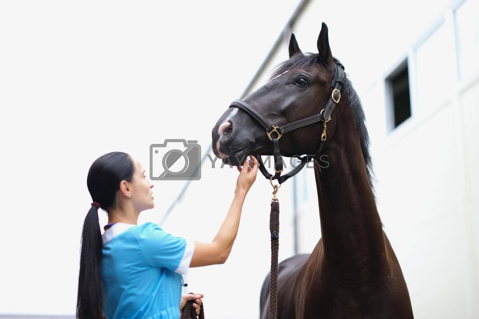 Royalty free image of Woman veterinarian medical examination of black horse by kuprevich