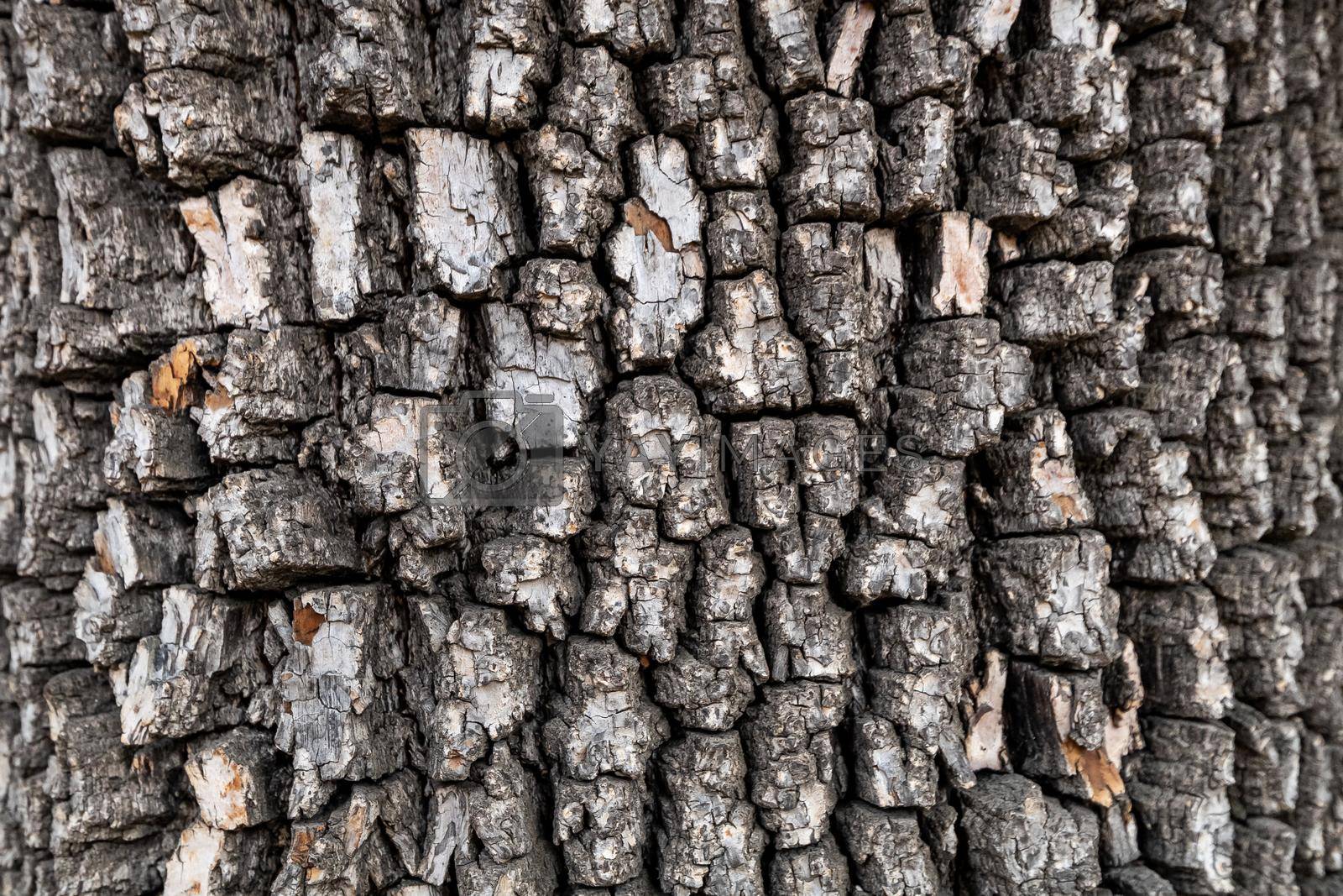Royalty free image of Bark of american persimmon tree or Diospyros virginiana. Old tree bark texture. by apavlin