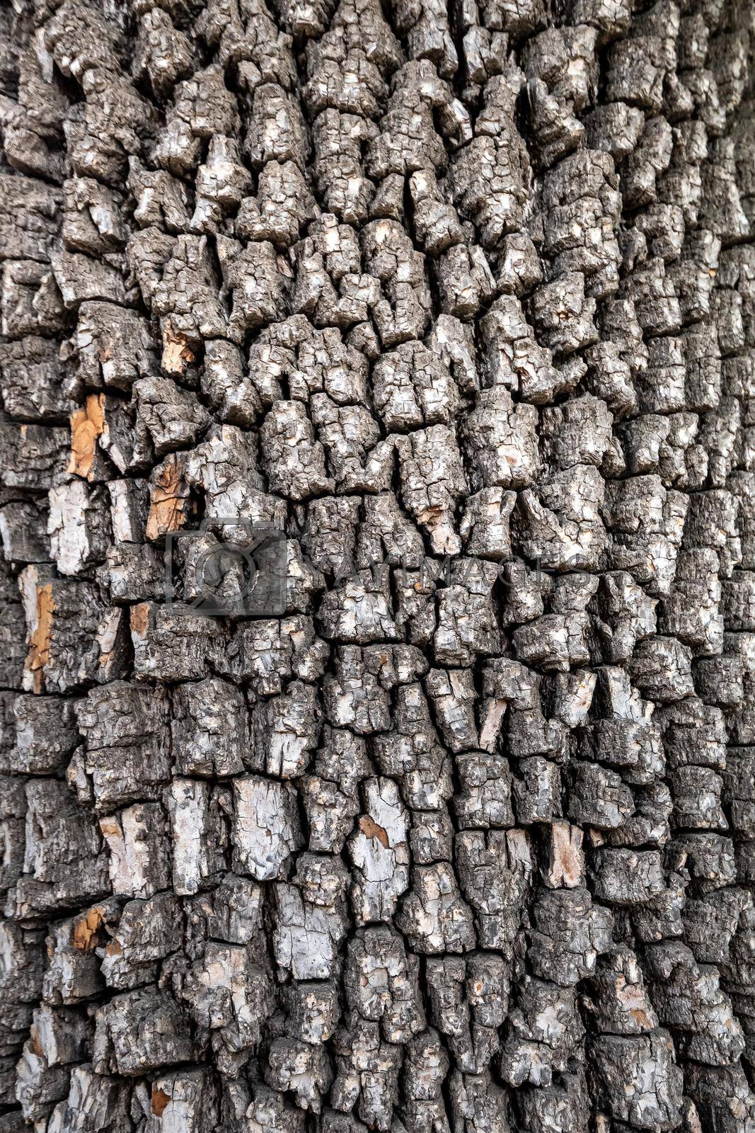 Old tree bark texture. Wood background. American persimmon tree or Diospyros virginiana. Vertical shot.