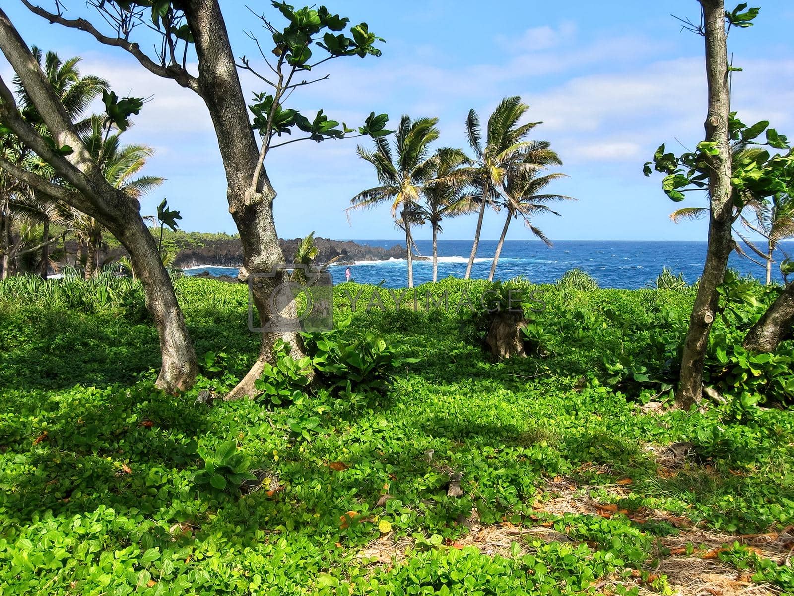 Royalty free image of Lush Vegetation and Palm Trees Grow Near the Ocean at Waianapanapa State Park in Hana, Hawaii by markvandam