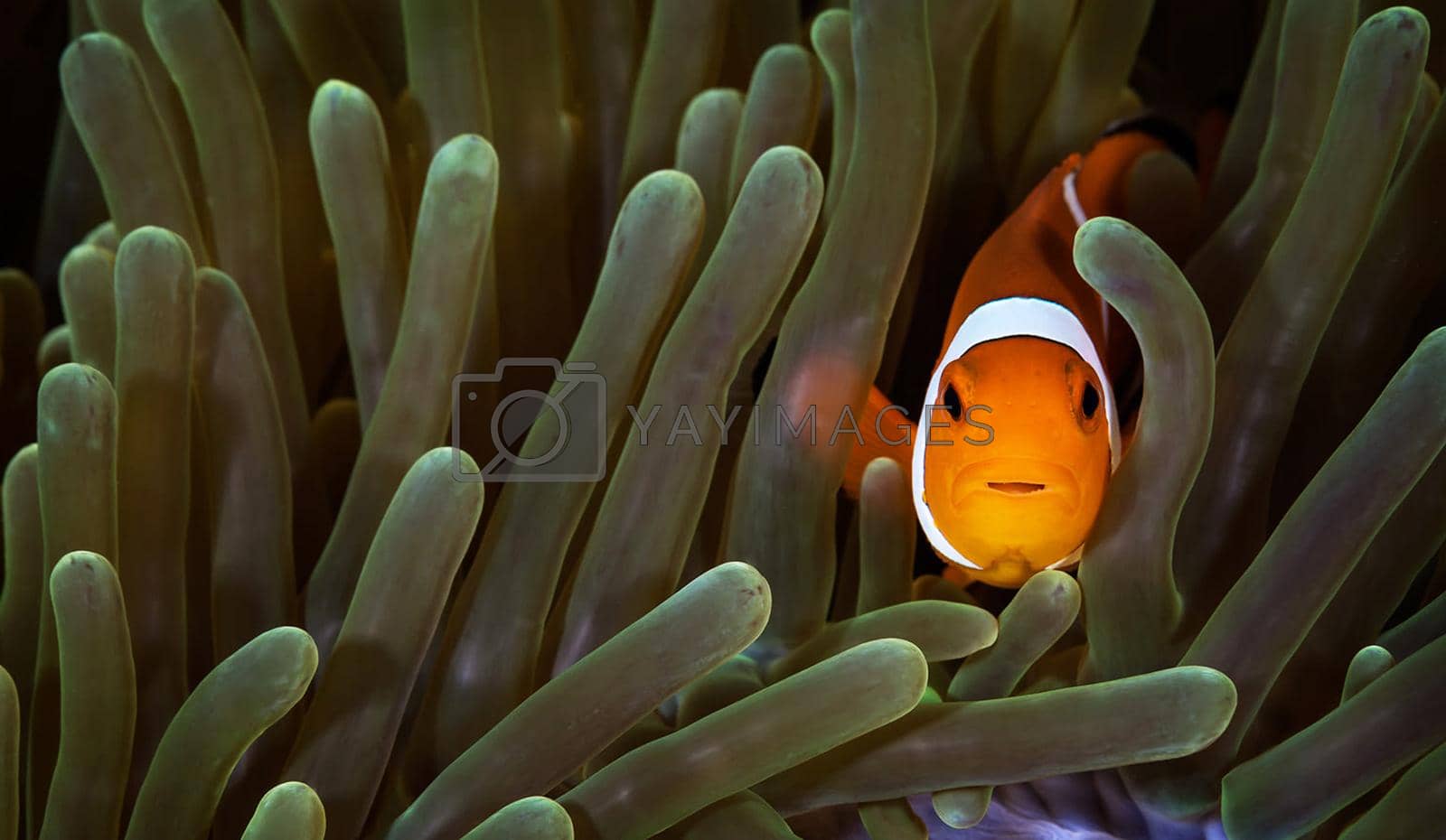 Royalty free image of Philippines  underwater pictures by TravelSync27
