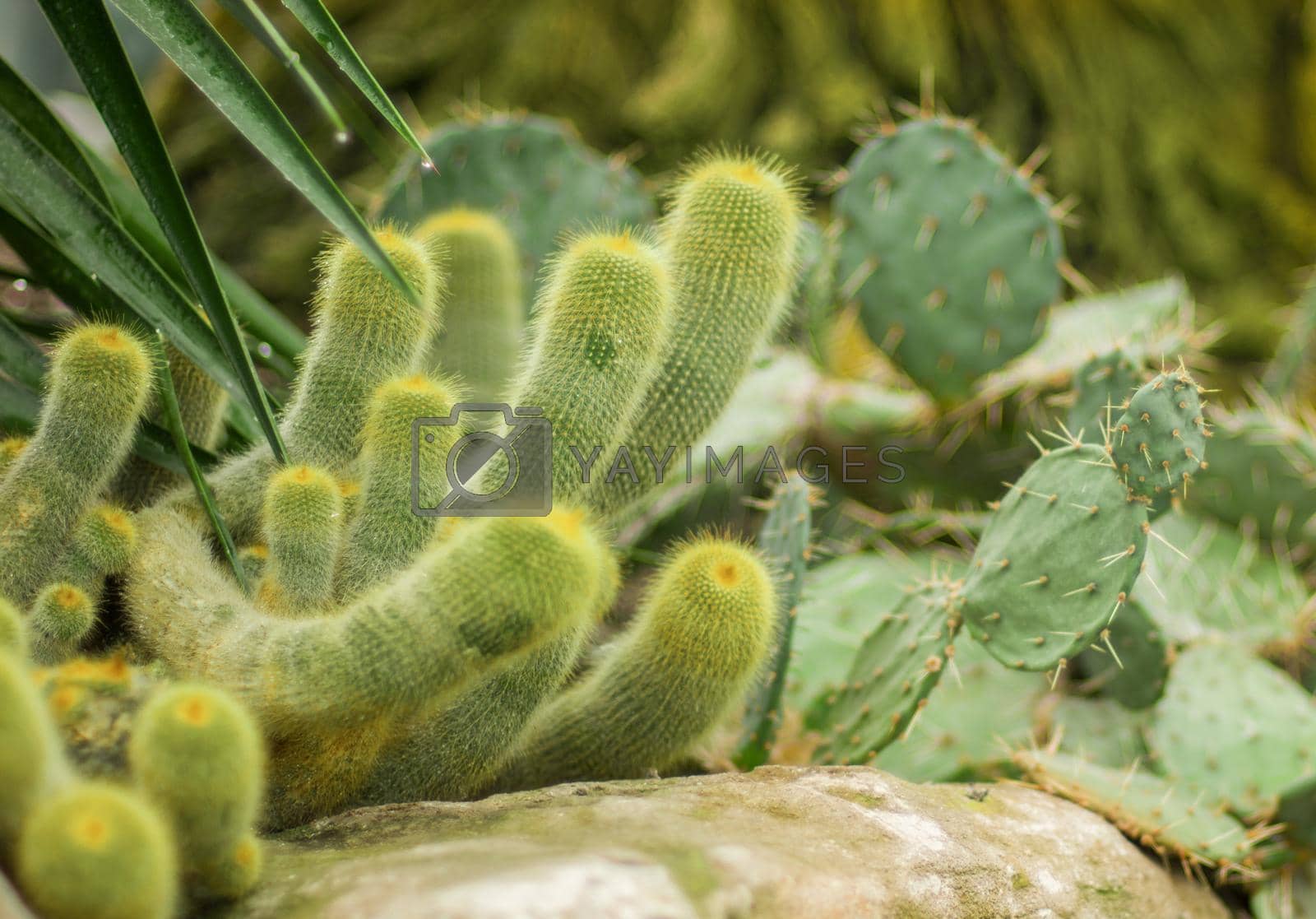 Royalty free image of Many arms of green furry cactus by Godi