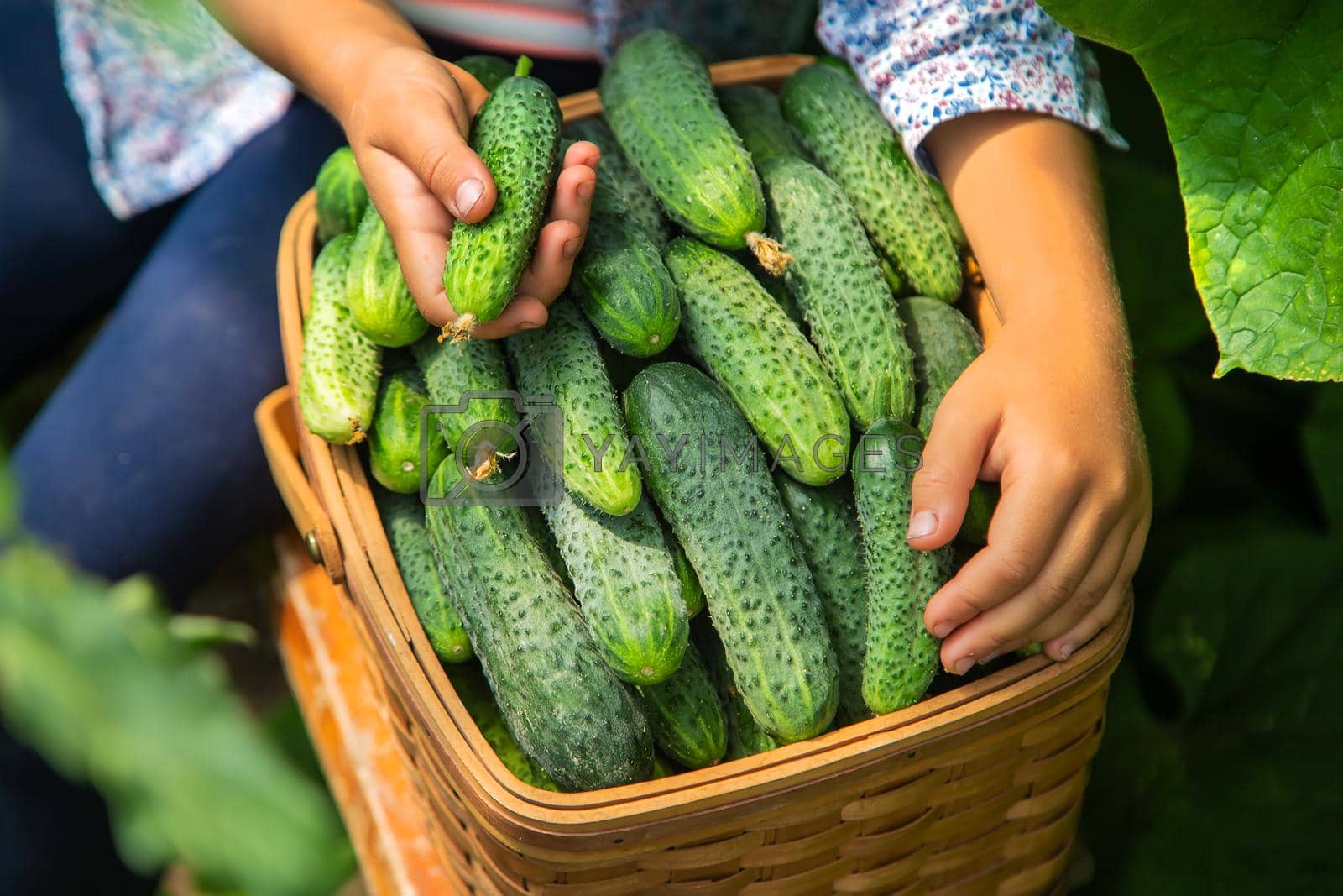 Royalty free image of The child is harvesting cucumbers. Selective focus. by yanadjana