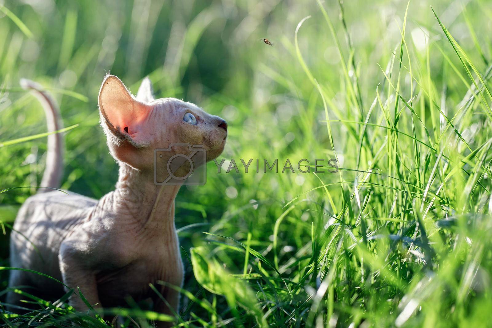 Lovely Canadian sphynx cat hunts a fly in sunlit grassland. A hairless kitten looking at fly and posing from side in a meadow at summer time. Concept, pets love, animal life, cats breeding, enjoy freedom