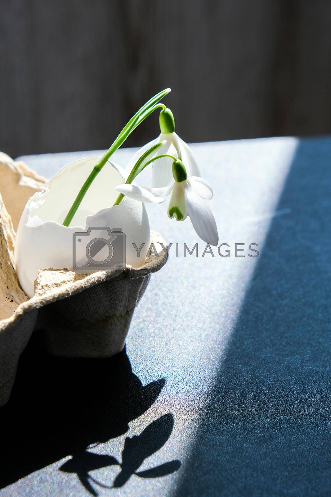Royalty free image of Creative minimal Easter and spring time concept with snowdrop in the white eggshell on dark background. Sustainable lifestyle. by anna_stasiia
