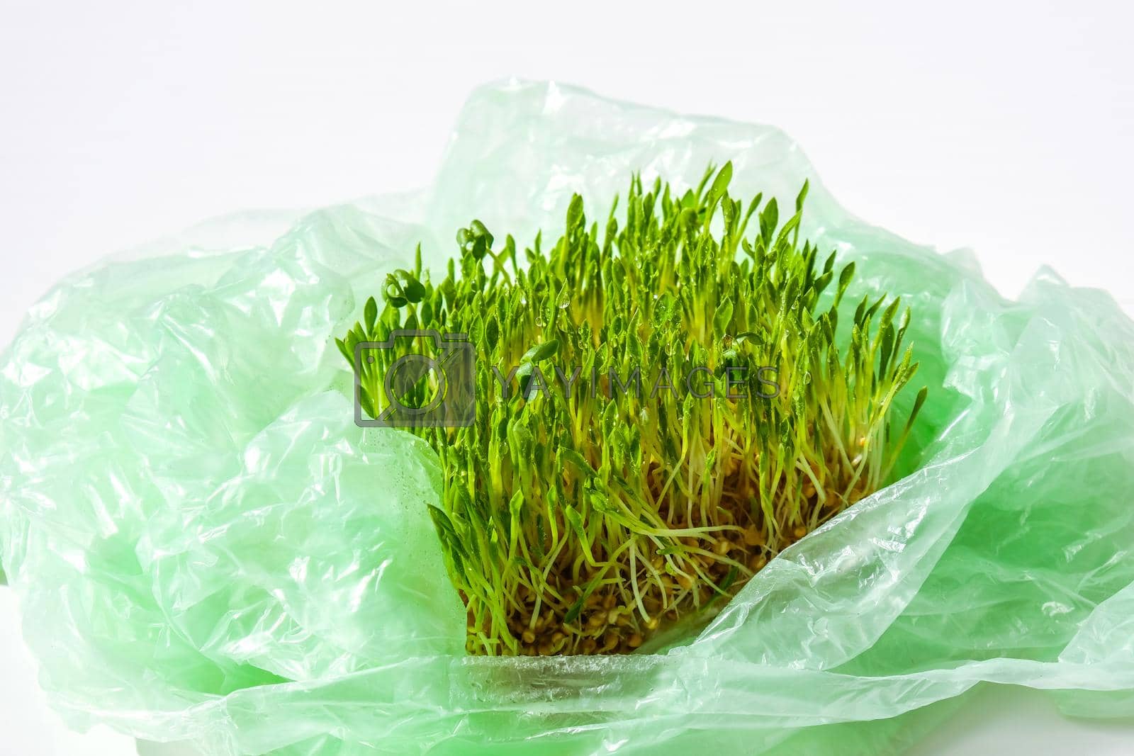 Royalty free image of Young green plants in plastic bag. Ecology and Environment concept. Earth day concept. Global pollution of the planet. Seedling by anna_stasiia