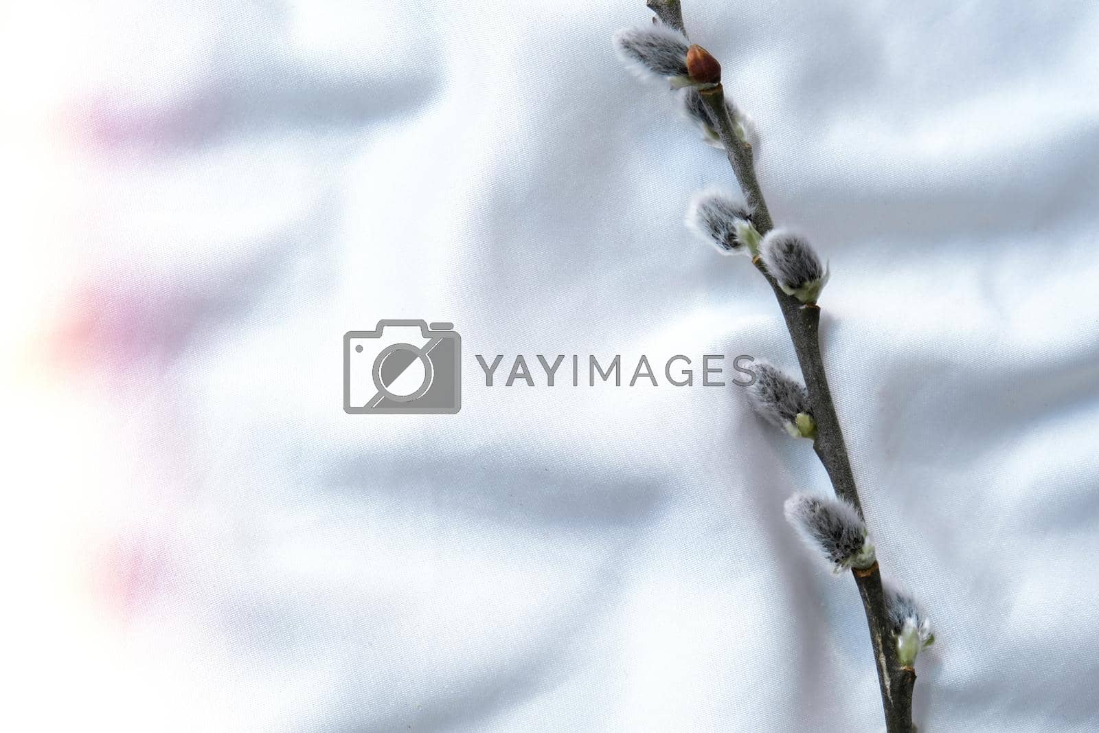 Royalty free image of Willow branch on white silk fabric background . Brunch of the blossoming pussywillow on early spring by anna_stasiia