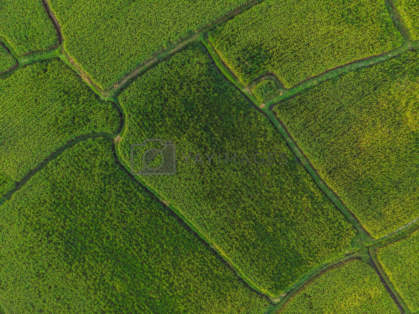 Royalty free image of Rice Terrace Aerial Shot. Image of beautiful terrace rice field by galitskaya