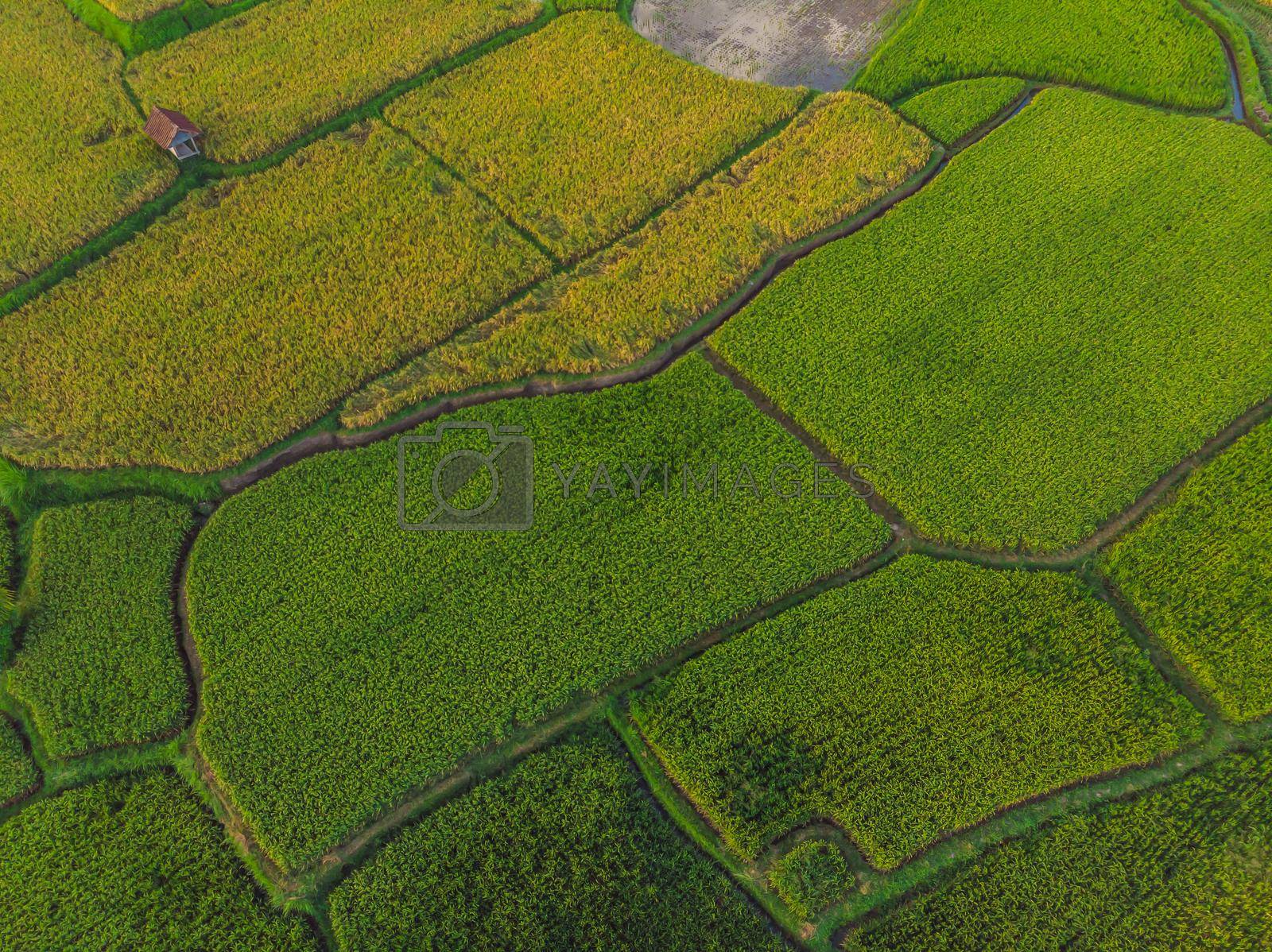 Royalty free image of Rice Terrace Aerial Shot. Image of beautiful terrace rice field by galitskaya