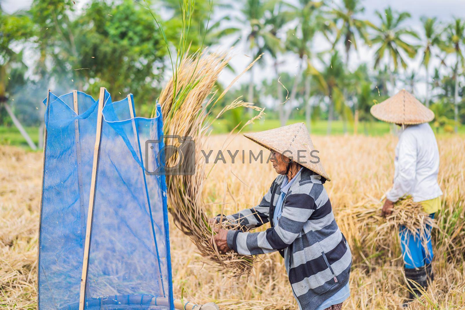 May 23, 2019, Indonesia, Bali: Indonesian farmer man sifting rice in the fields of Ubud, Bali. A common practice done in rural China, Vietnam, Thailand, Myanmar, Philippines.