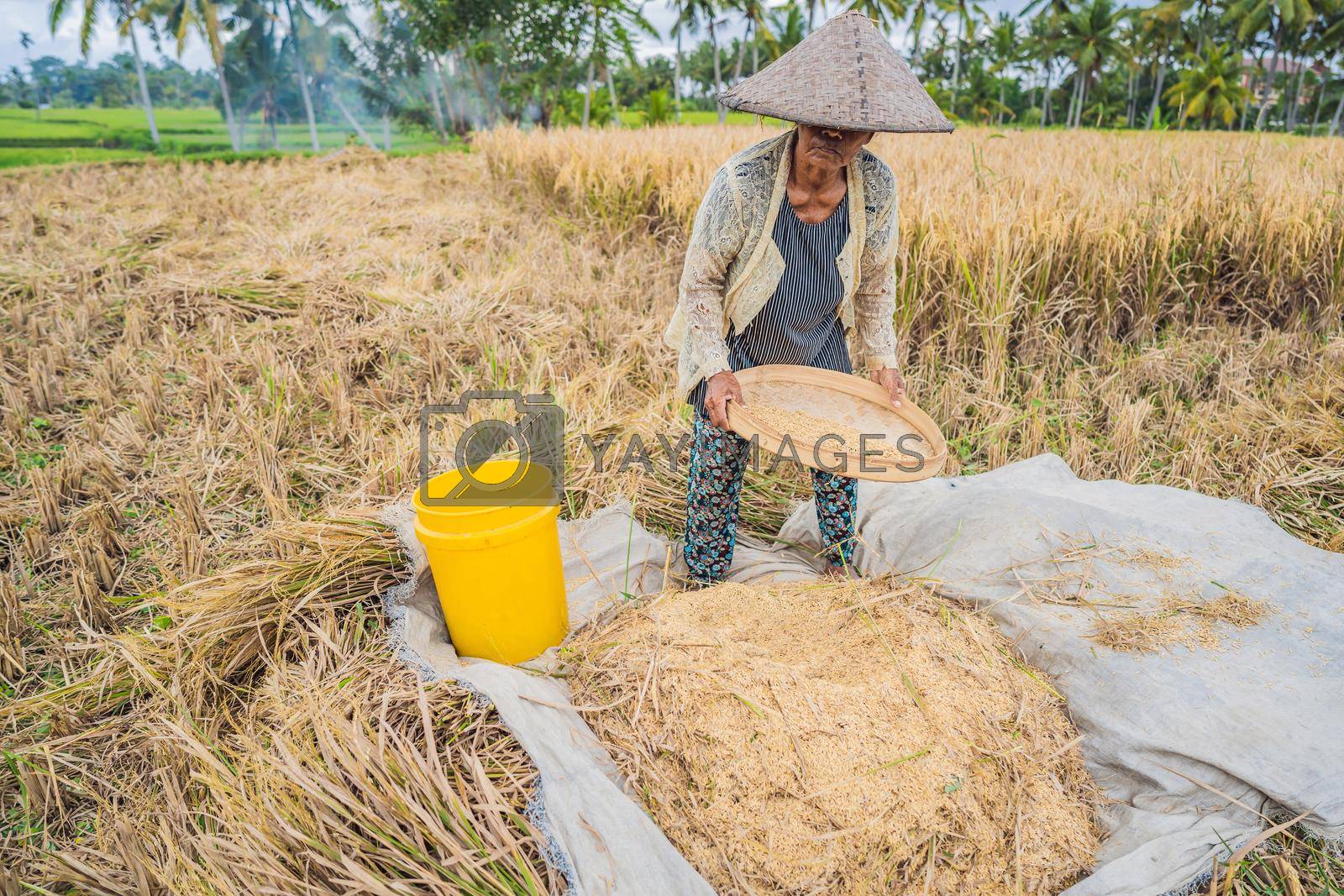 May 23, 2019, Indonesia, Bali: Indonesian farmer sifting rice in the fields of Ubud, Bali. A common practice done in rural China, Vietnam, Thailand, Myanmar, Philippines