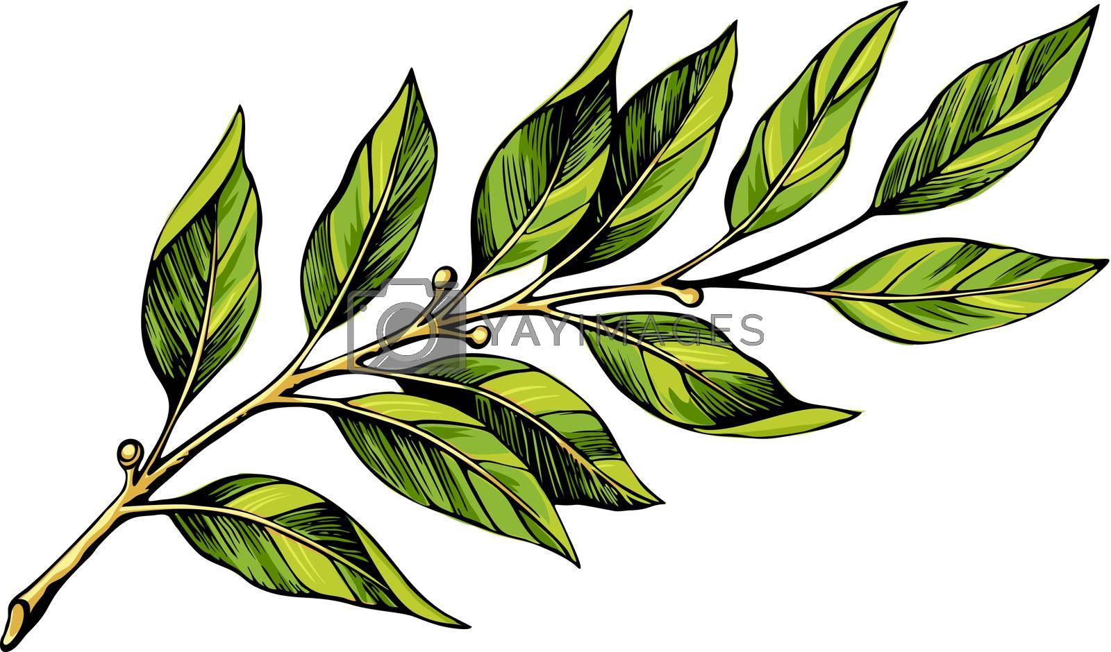 Royalty free image of Laurel branch color sketch by roman79