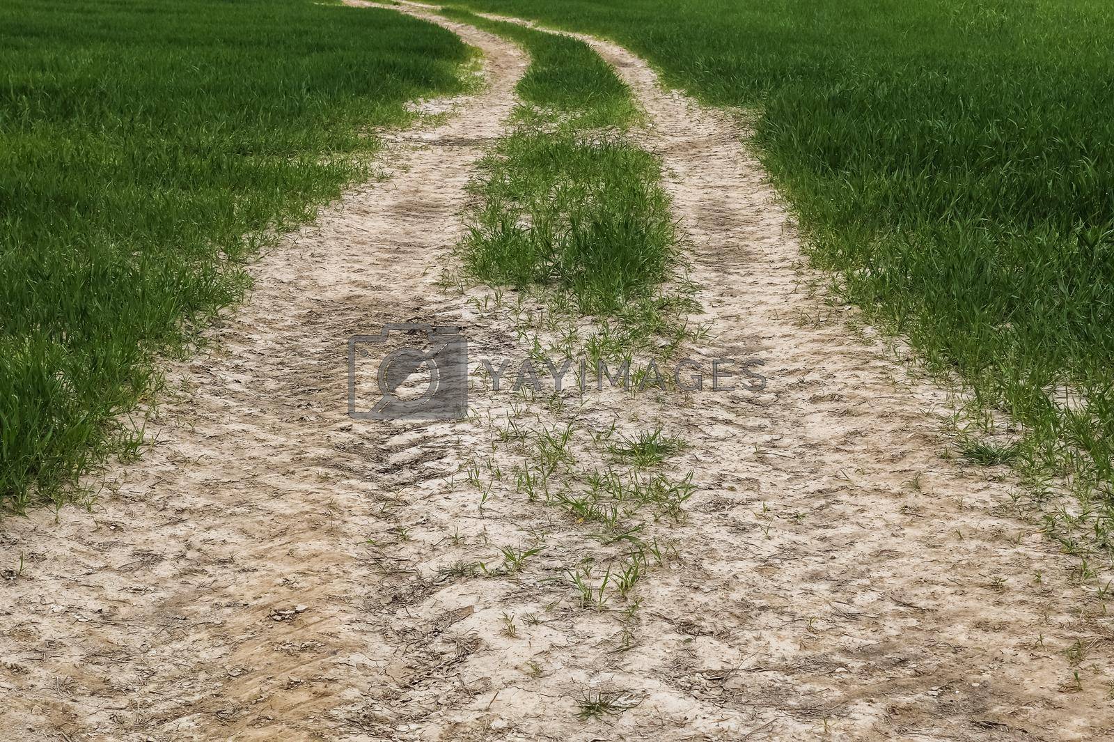 Royalty free image of Close up view on dry agricultural field grounds with cracks and tracks - farming background. by MP_foto71
