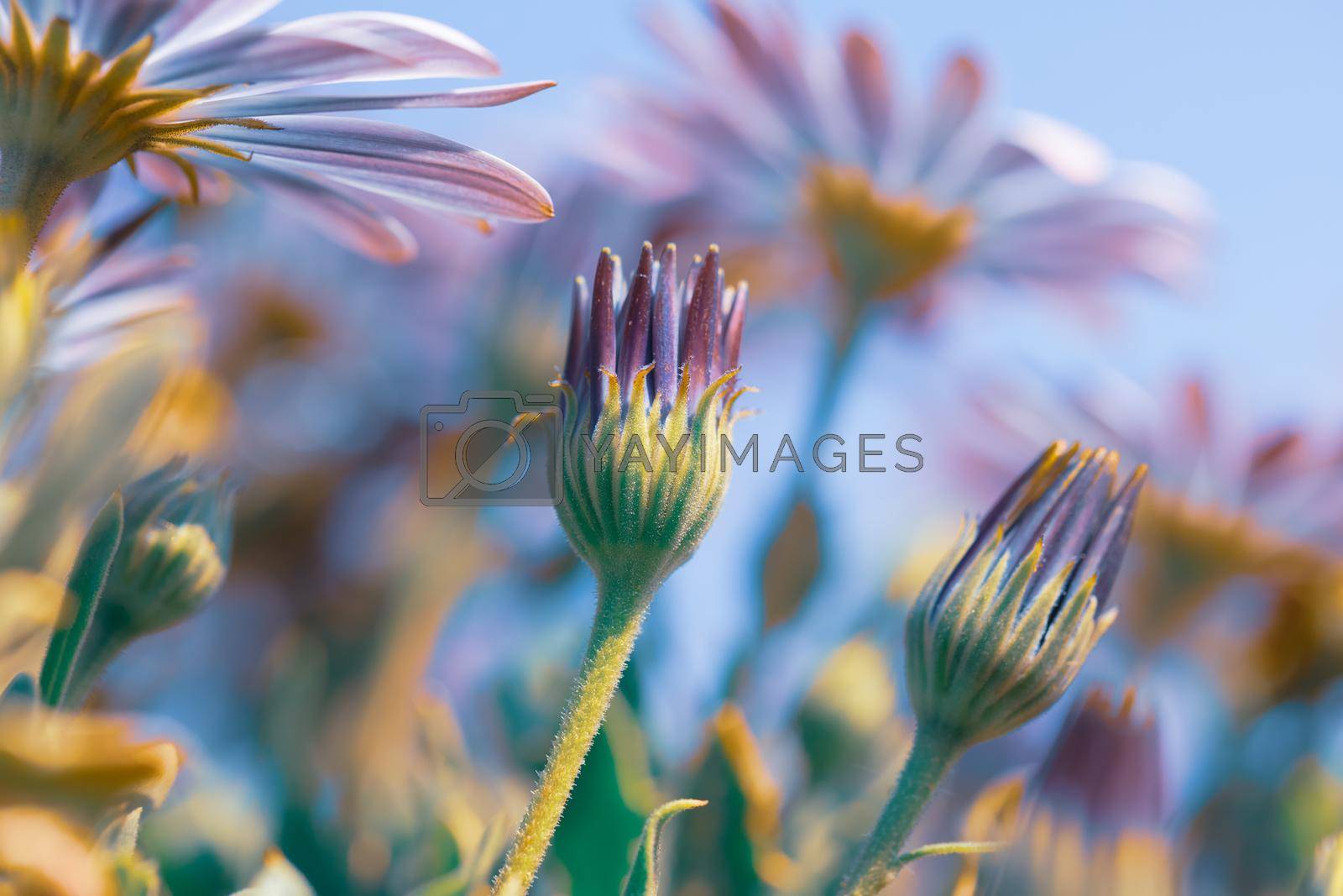 Royalty free image of Beautiful Daisy Flower Field by Anna_Omelchenko