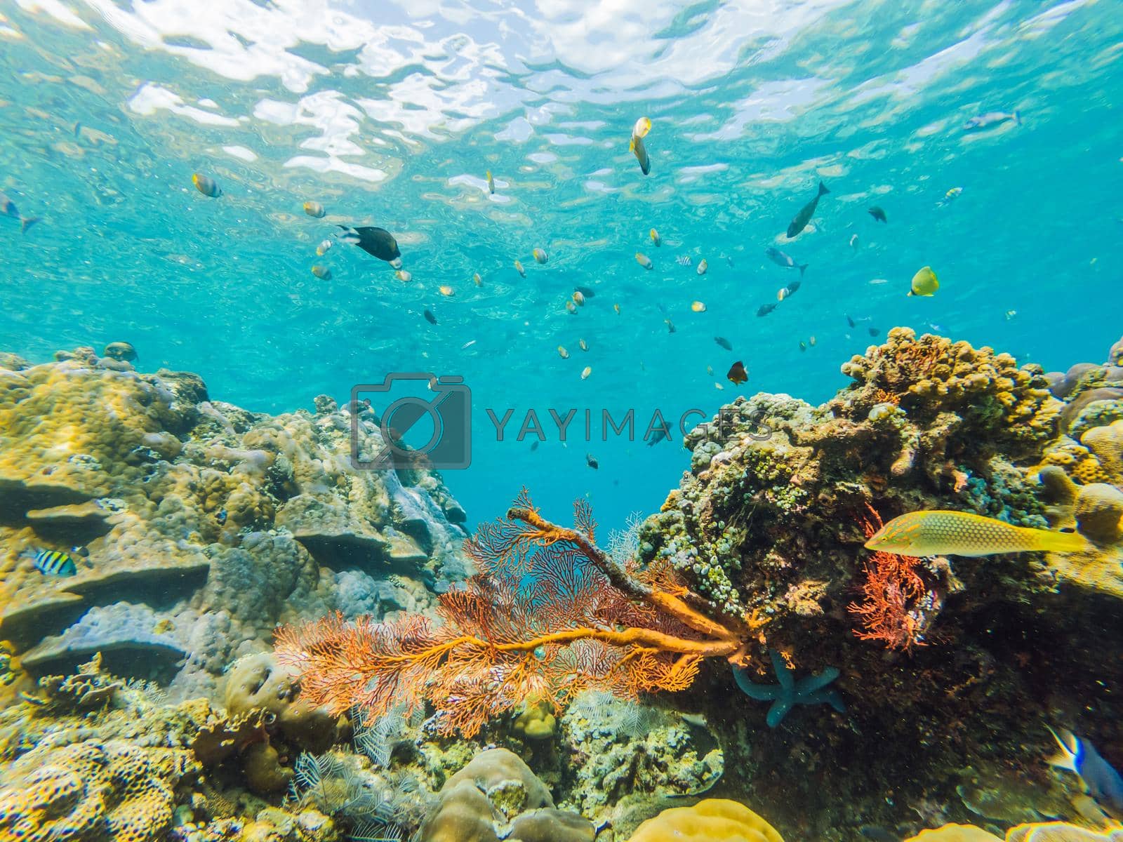 Royalty free image of Underwater life landscape. Fish shoal at coral reef ocean underwater by galitskaya