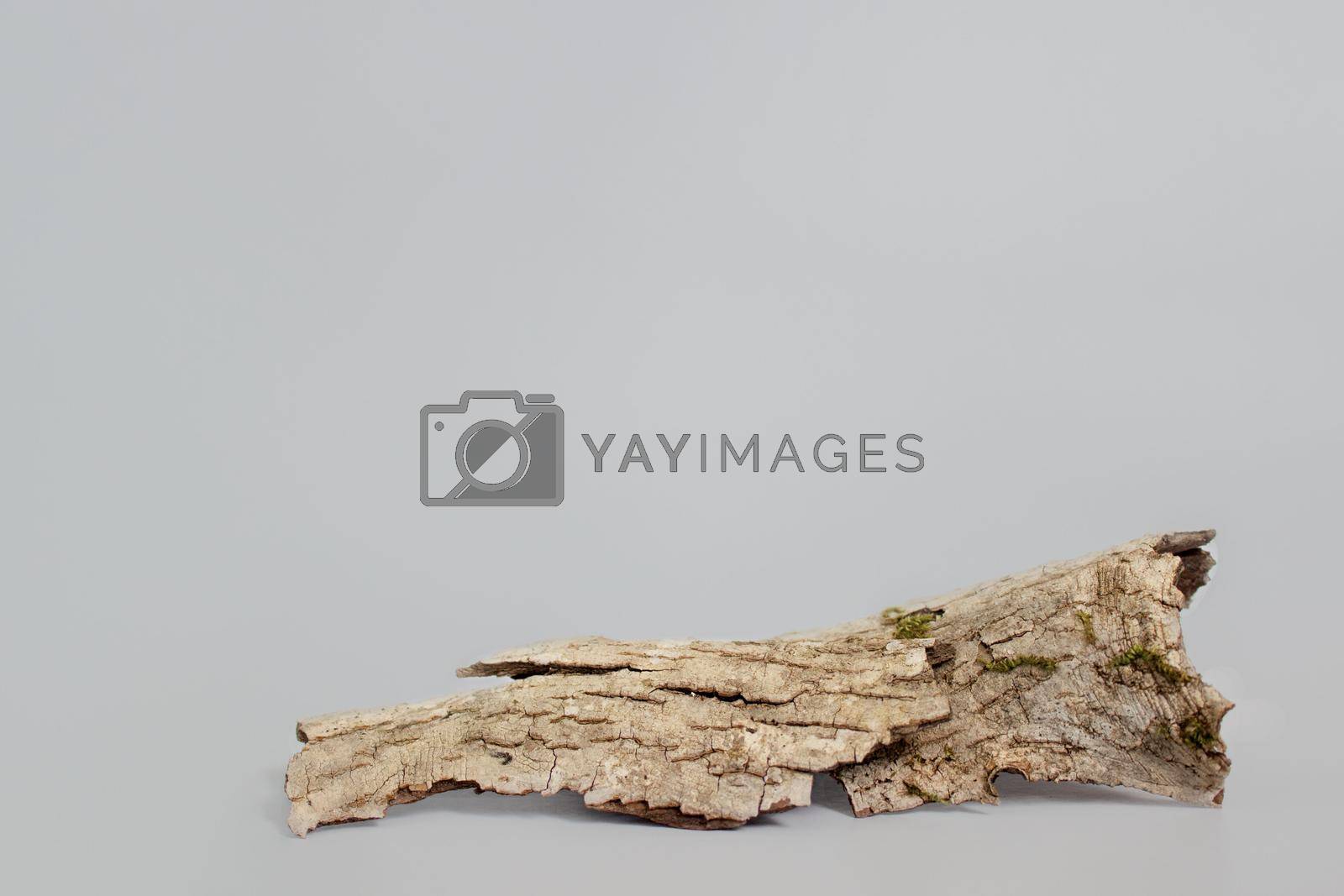 Royalty free image of empty bark of tree podium minimalism on grey background. Copy space, place for text by Tasheva