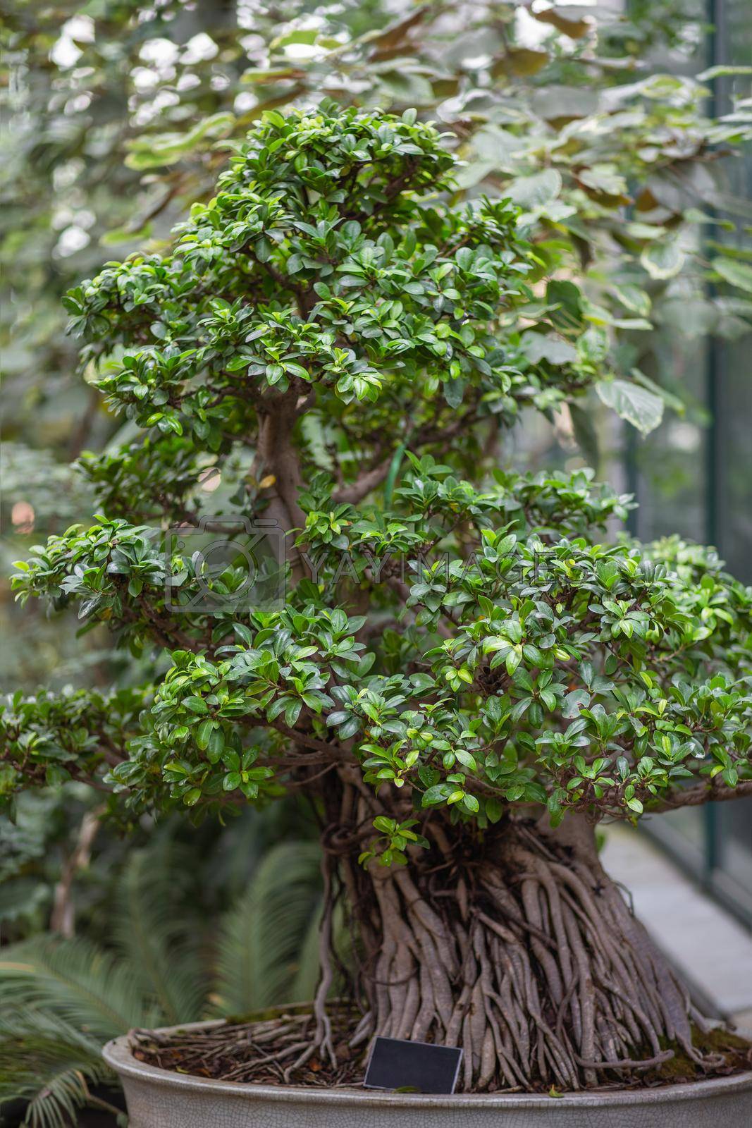 Royalty free image of Ficus which looks like bonsai tree. Growing exotic plants as botanical hobby. by aksenovko