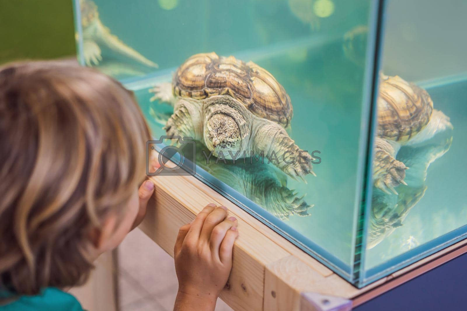 Royalty free image of Little kid boy admire big turtles in terrarium through the glass by galitskaya