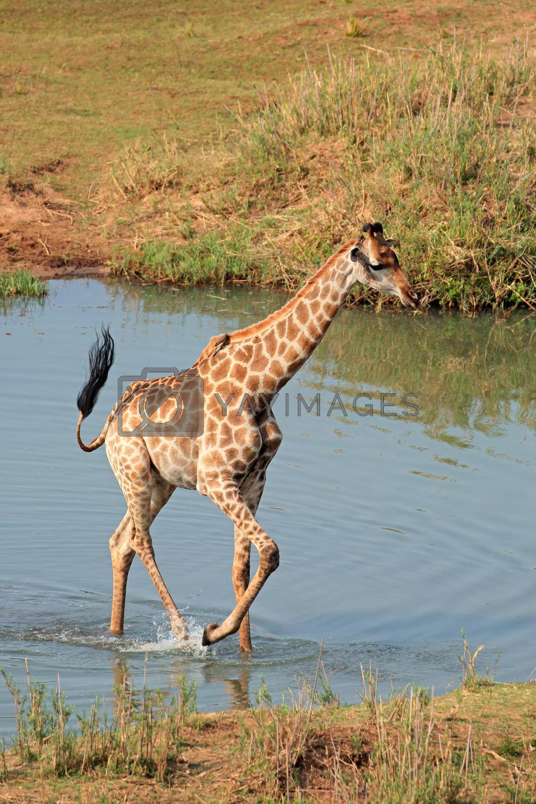 Royalty free image of Giraffe walking in water - Kruger National Park by EcoPic