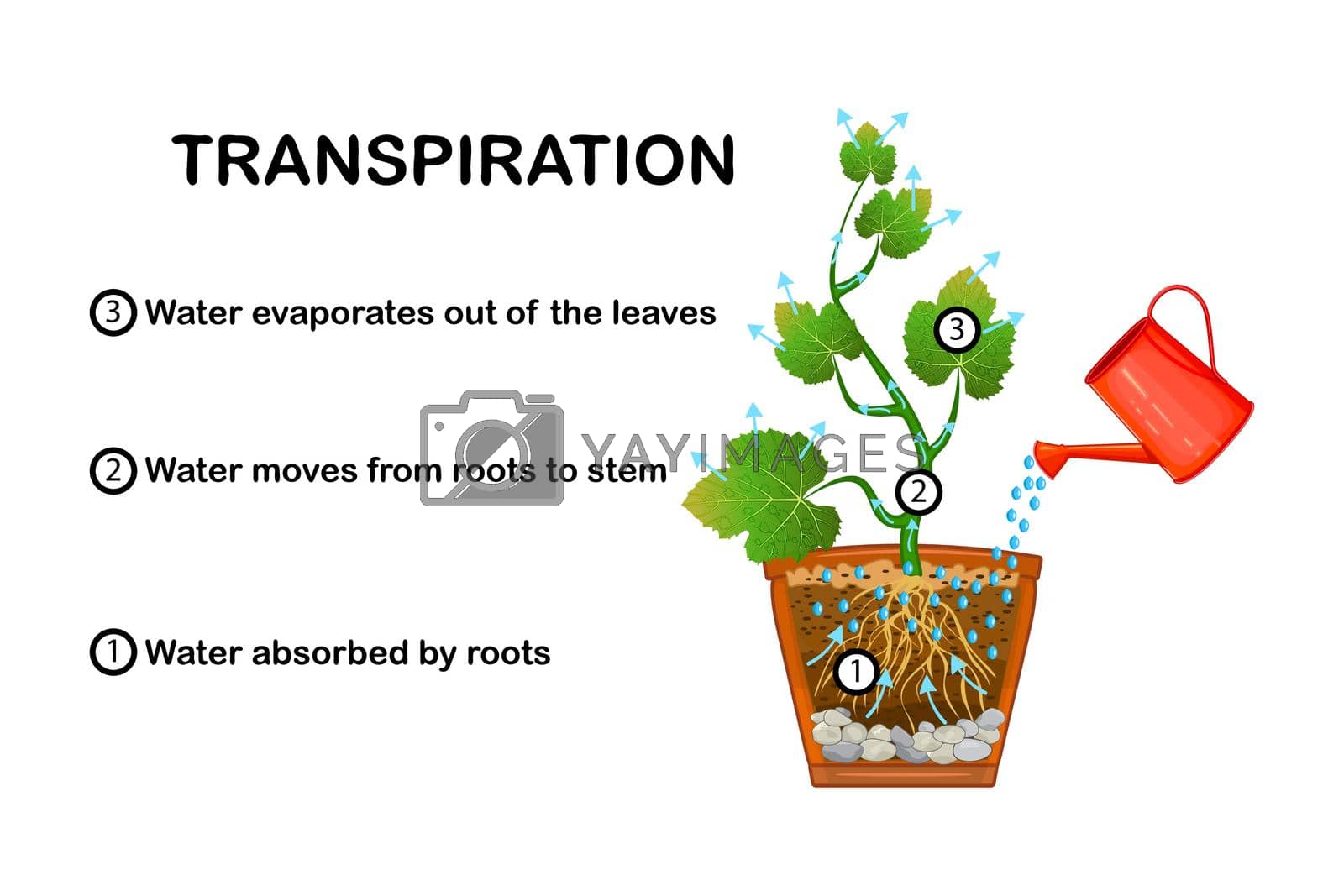 Royalty free image of Transpiration stages in plants. Diagram showing transpiration in plant. by KajaNi
