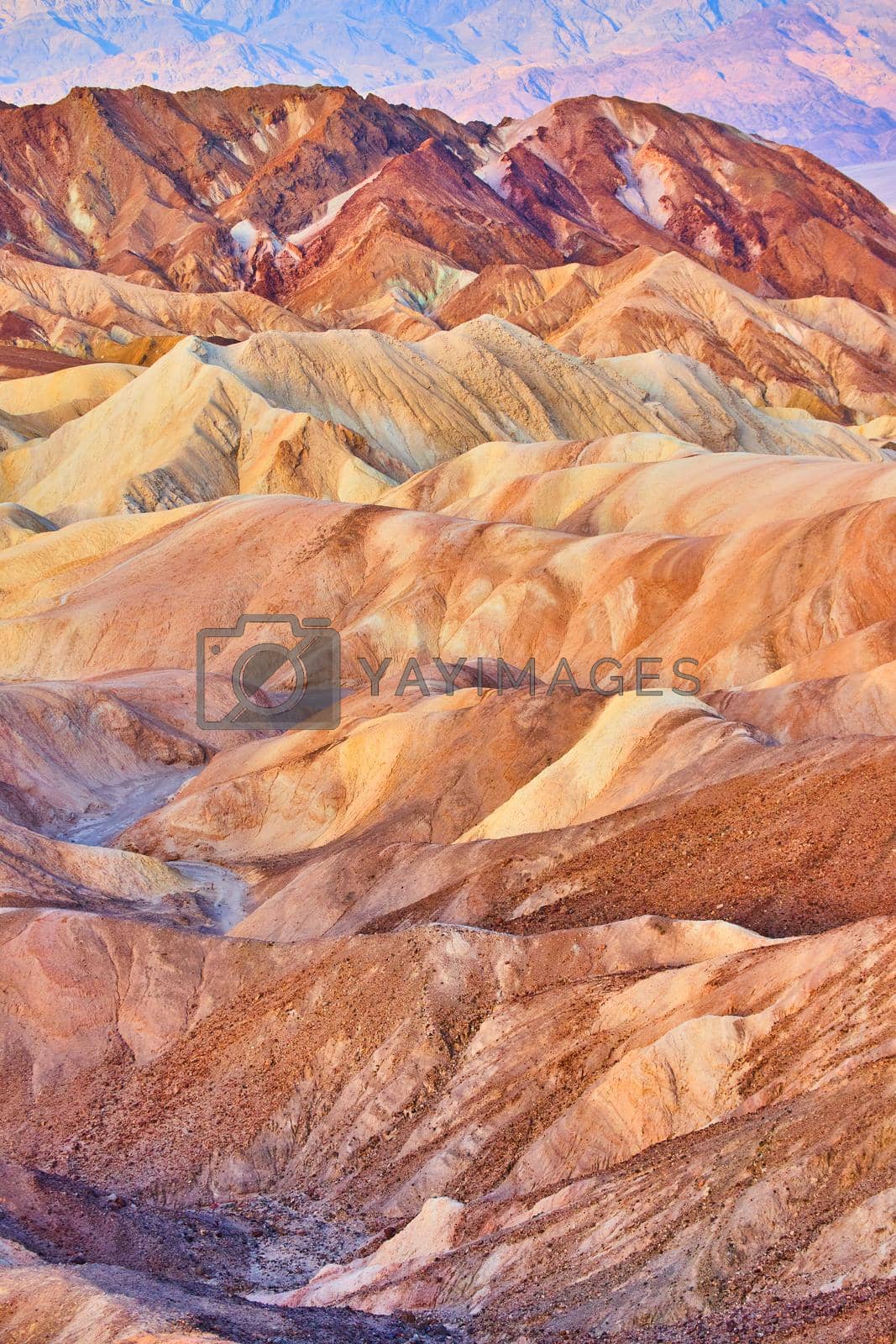 Royalty free image of Endless ripples of color cover desert mountains at Zabriskie Point by njproductions