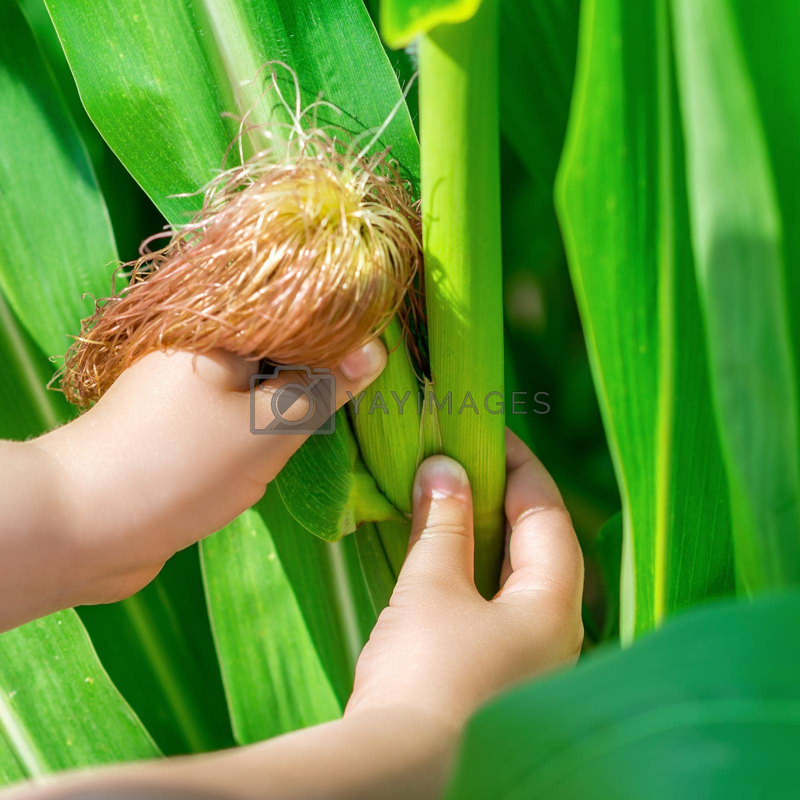 Royalty free image of Cob of corn in hands of little child by okskukuruza