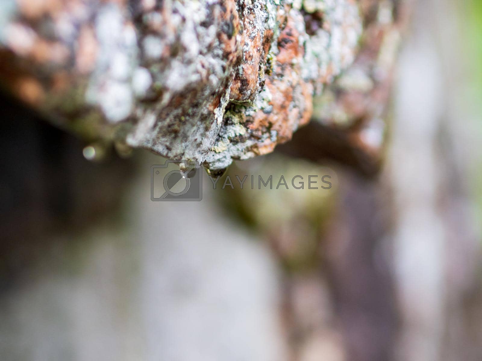 Royalty free image of Raindrops flow down granite rock. Close-up photo by Andre1ns