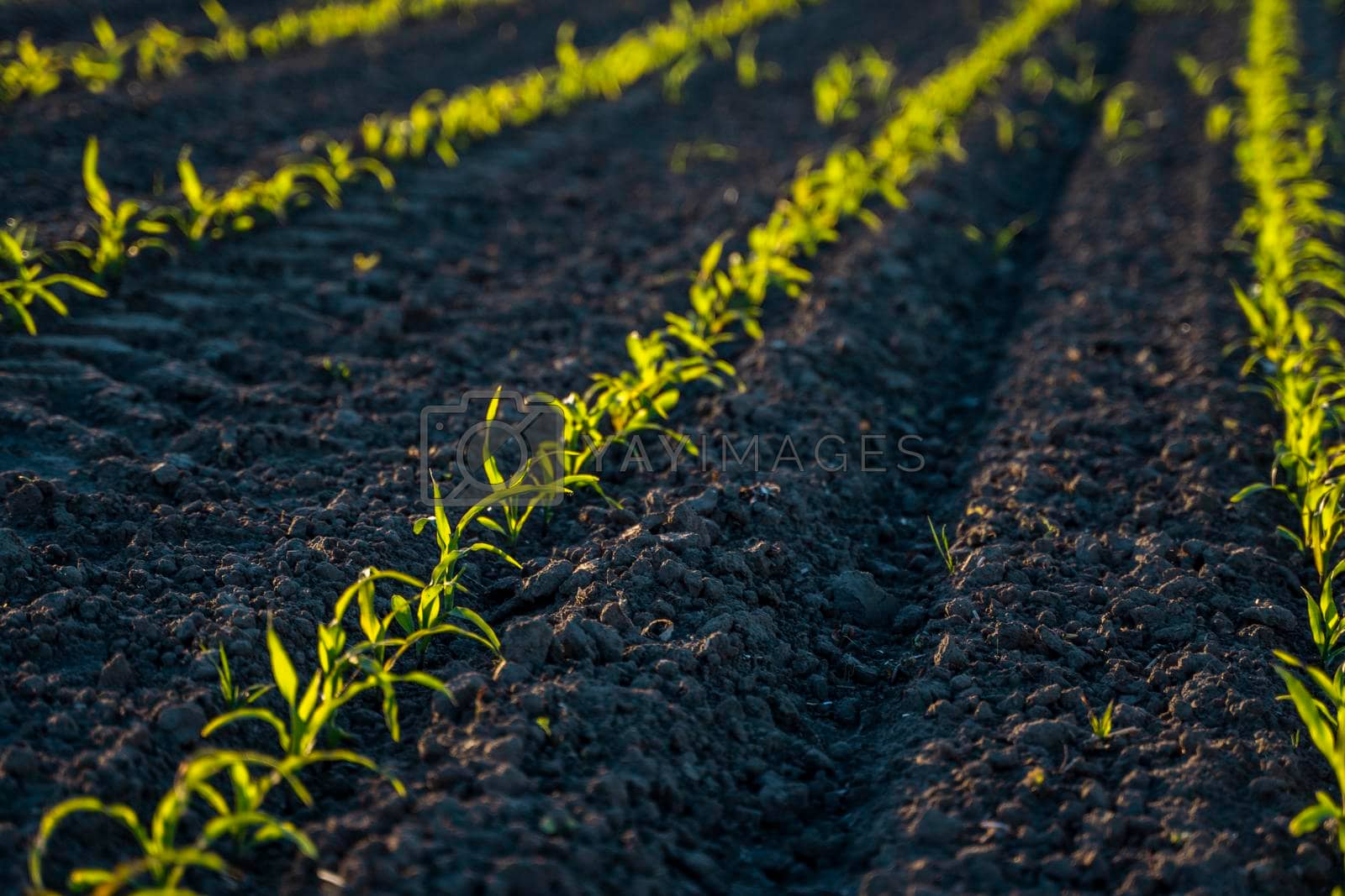 Royalty free image of Fresh young green maize plants in curved rows. Corn is growing on a agricultural field. Black soil. by vovsht