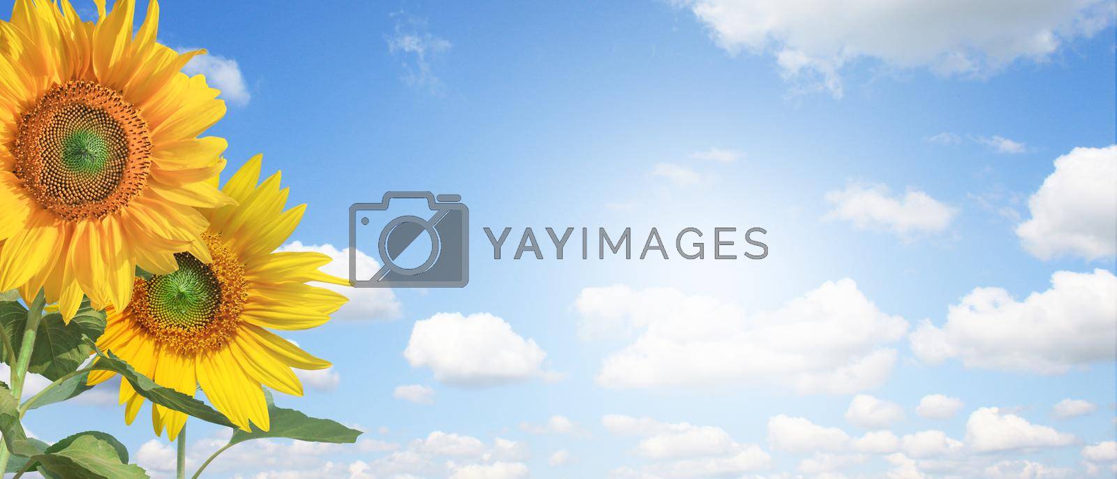 Royalty free image of Field of blooming sunflowers on a background blue sky by Taut