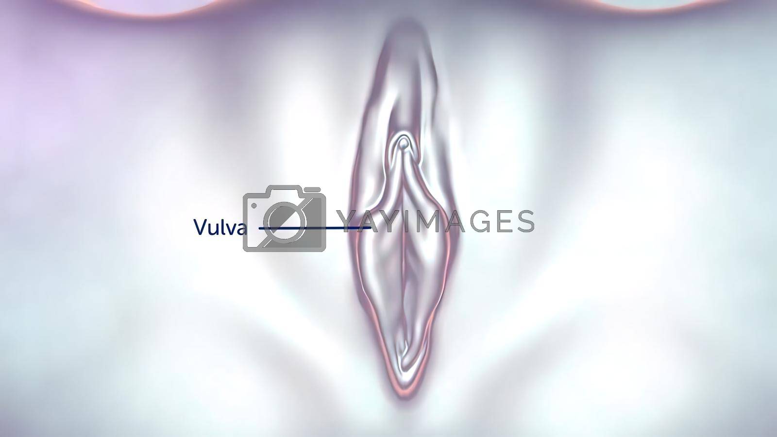 Royalty free image of 3D illustration Female reproductive organ anatomy. Uterus by creativepic