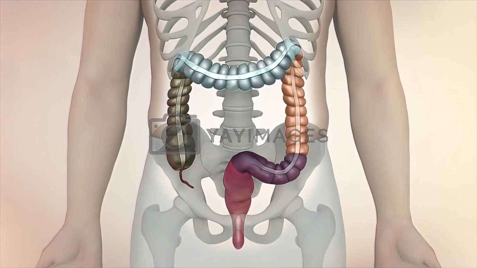 Royalty free image of the course of digestion in the human digestive system. by creativepic