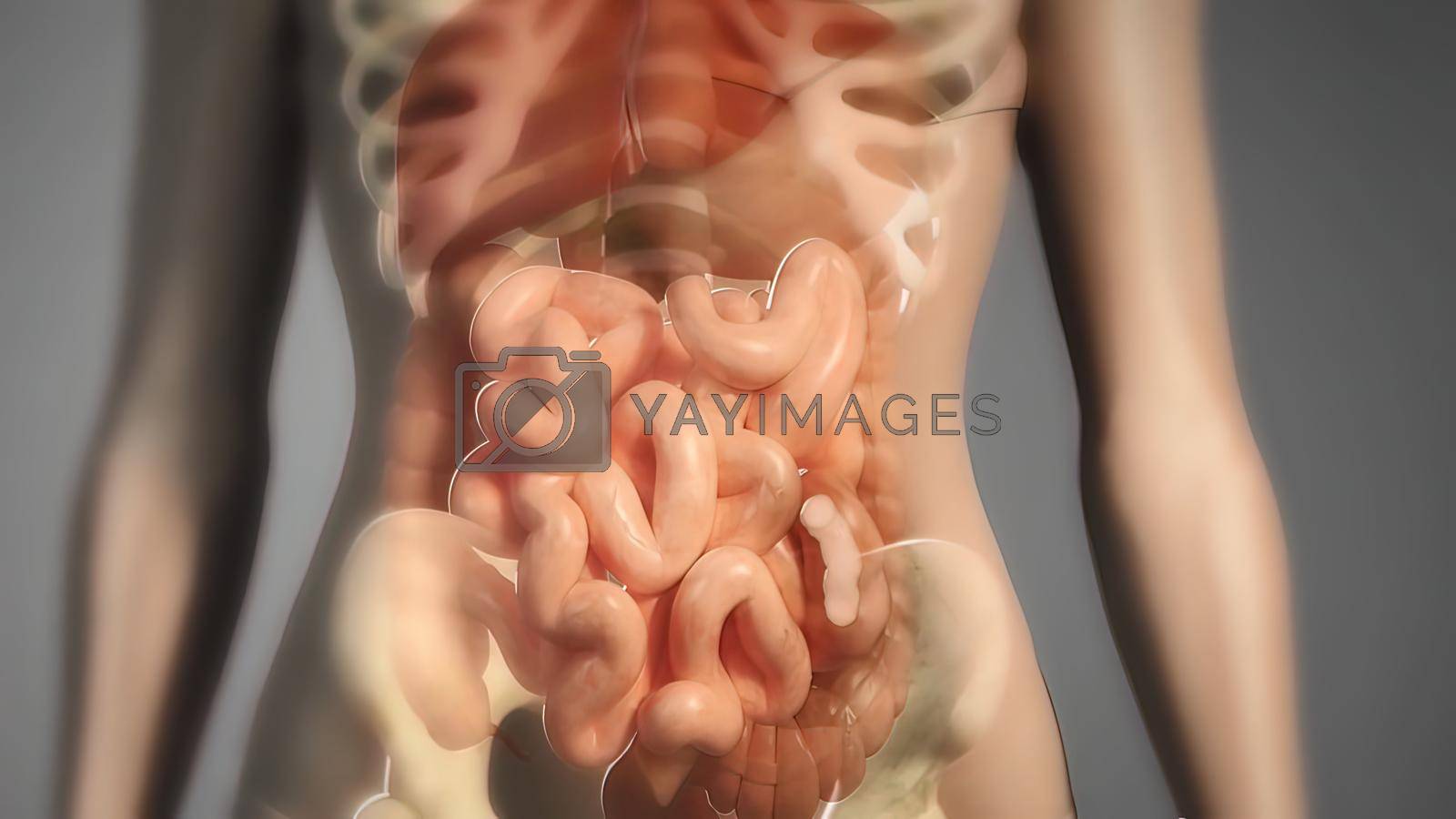 Royalty free image of food travel in the intestine by creativepic