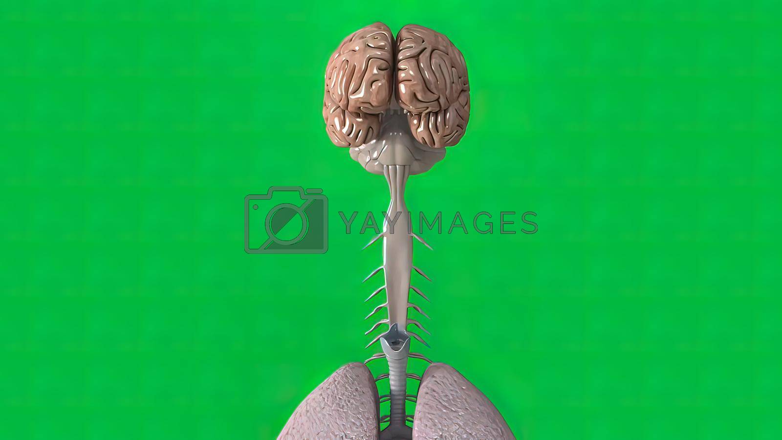 Royalty free image of Green background brain and lungs by creativepic