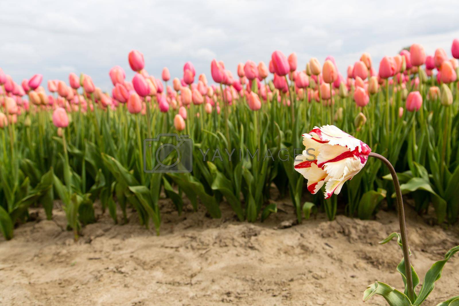 Royalty free image of Field of tulips by Kartouchken