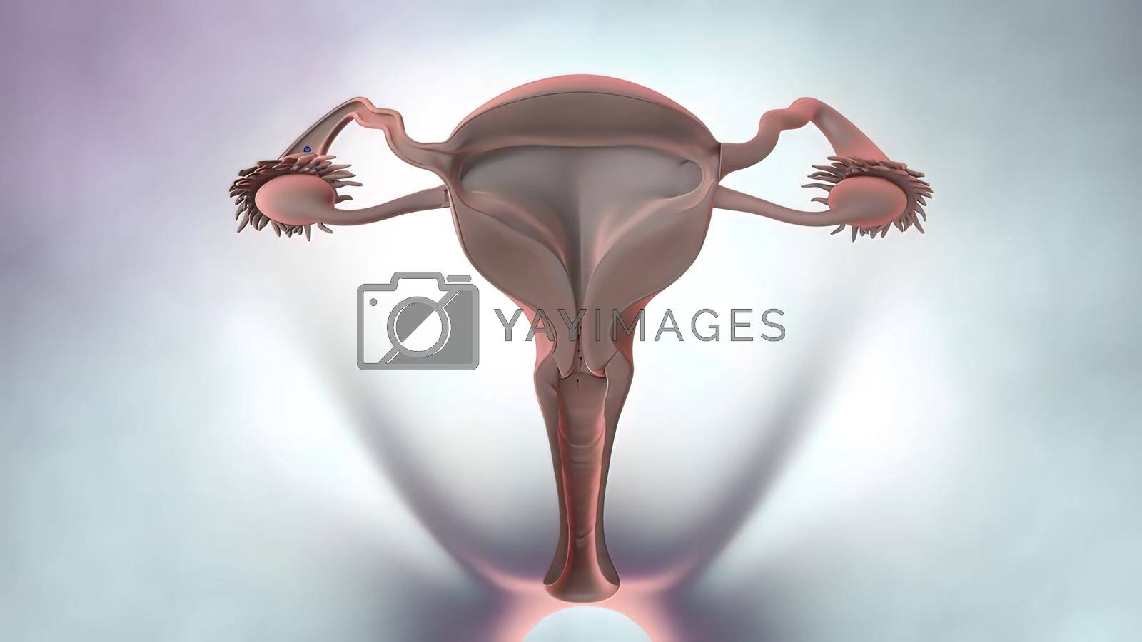 Royalty free image of 3D illustration Female reproductive organ anatomy. by creativepic
