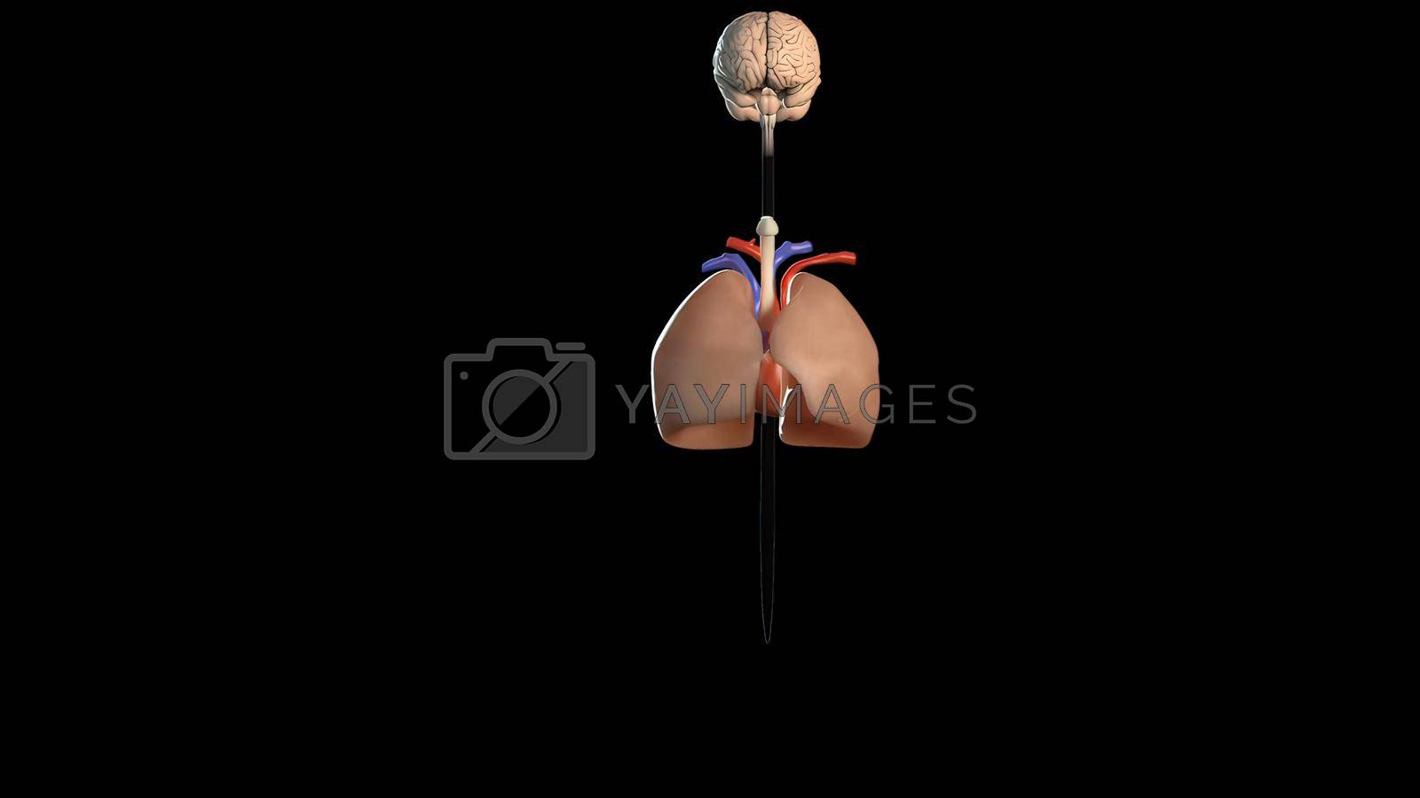 Royalty free image of Human anatomy on black background, of vascular system by creativepic