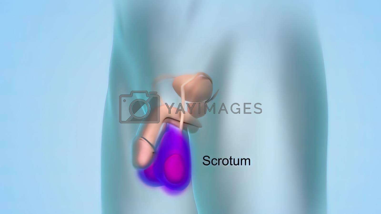 Royalty free image of illustration of male reproductive system by creativepic