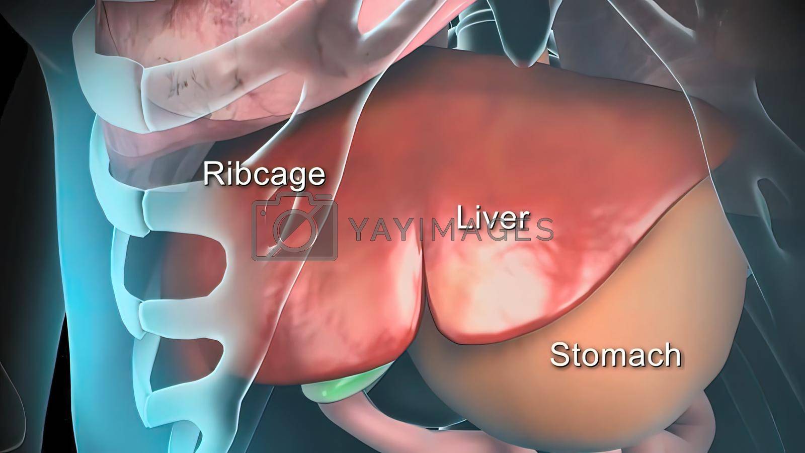 Royalty free image of 3D animated male internal organs anatomy by creativepic