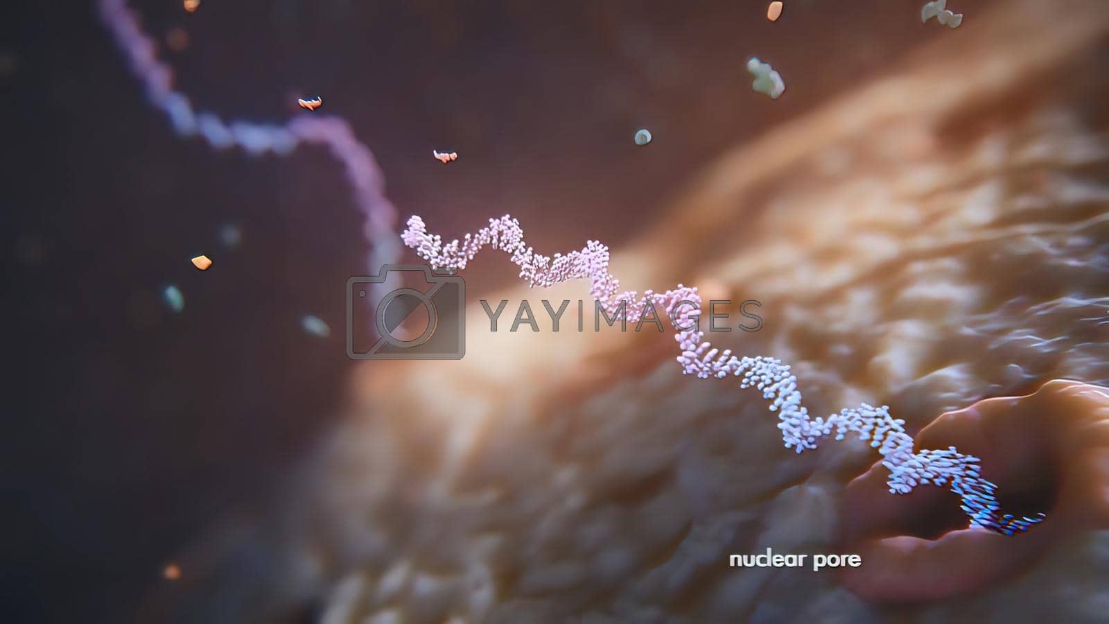 Royalty free image of 3d render illustration of Single strand ribonucleic acid. RNA research and therapy by creativepic