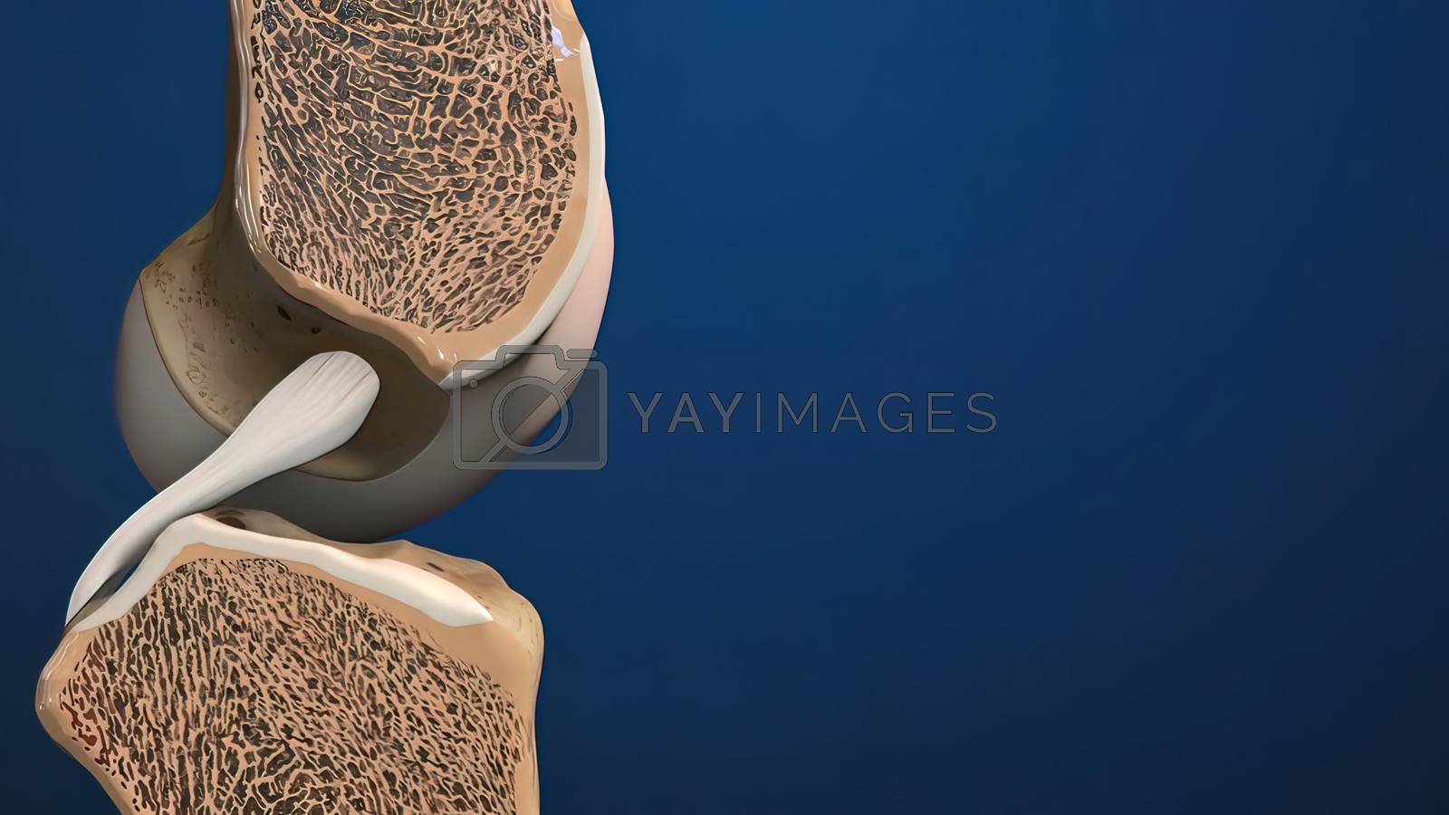 Royalty free image of knee bone anatomy by creativepic