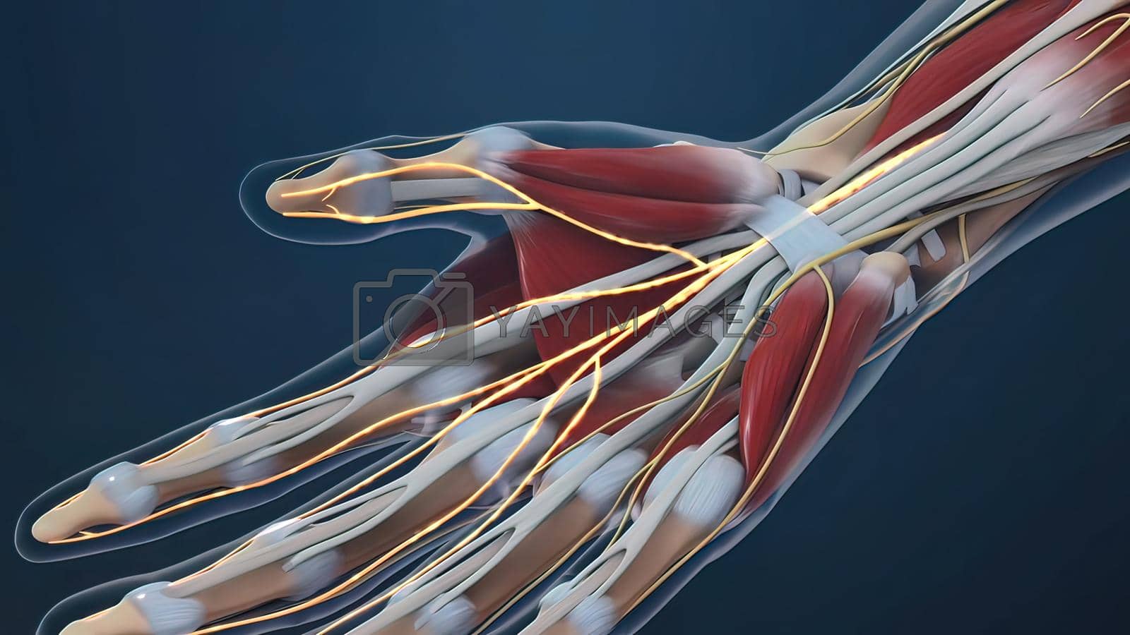 Royalty free image of Human hand nerves and tendon by creativepic